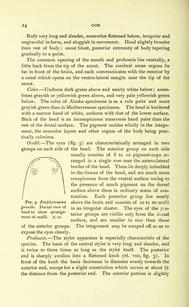 Body very long and slender, somewhat flattened below, irregular and ungraceful in form, and sluggish in movement. Head slightly broader than rest of body; snout blunt, posterior extremity of body tapering gradually to a point. The common opening of the mouth and proboscis lies ventrally, a little back from the tip of the snout. The cerebral sense organs lie far in front of the brain, and each communicates with the exterior by a canal which opens on the ventro-lateral margin near the tip of the snout. Color.—Uniform dark green above and nearly white below ; some- times grayish or yellowish green above, and very pale yellowish green below. The color of Alaska specimens is as a rule paler and more grayish green than in Mediterranean specimens. The head is bordered with a narrow band of white, uniform with that of the lower surface. Back of the head is an inconspicuous transverse band paler than the rest of the dorsal surface. The pigment resides wholly in the integu- ment, the muscular layers and other organs of the body being prac- tically colorless. Ocelli.—The eyes (fig. 3) are characteristically arranged in two groups on each side of the head. The anterior group on each side usually consists of 8 to 10 pigment-cups ar- ranged in a single row near the antero-lateral border of the head. These lie deeply imbedded in the tissues of the head, and are much more conspicuous from the ventral surface owing to the presence of much pigment on the dorsal surface above them in ordinary states of con- traction. Each posterior group lies nearly Fig. 3. Emfilectonema above the brain and consists of 10 to 20 ocelli gracile. Dorsal view of -m an irregUlar cluster. The eyes of the pos- head to show arrange- terjor groupS are visible only from the dorsal ment of ocelli. X I2* 1 . surface, and are smaller in size than those of the anterior groups. The integument may be scraped off so as to expose the eyes clearly. Proboscis.—The stylet apparatus is especially characteristic of the species. The basis of the central stylet is very long and slender, and is twice to three times as long as the stylet itself. The posterior end is sharply swollen into a flattened knob (pi. vm, fig. 3). In front of the knob the basis decreases in diameter evenly towards the anterior end, except for a slight constriction which occurs at about Yz the distance from the posterior end. The anterior portion is slightly