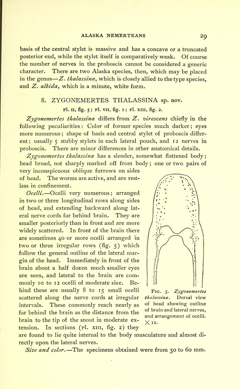 basis of the central stylet is massive and has a concave or a truncated posterior end, while the stylet itself is comparatively weak. Of course the number of nerves in the proboscis cannot be considered a generic character. There are two Alaska species, then, which may be placed in the genus—Z. thalassina, which is closely allied to the type species, and Z. albida, which is a minute, white form. 8. ZYGONEMERTES THALASSINA sp. nov. pi. ii, fig. 5; pi. vii, fig. i; pi. xiii, fig. 2. Zygonemertes thalassina differs from Z. virescens chiefly in the following peculiarities : Color of former species much darker; eyes more numerous; shape of basis and central stylet of proboscis differ- ent ; usually 5 stubby stylets in each lateral pouch, and 12 nerves in proboscis. There are minor differences in other anatomical details. Zygonemertes thalassina has a slender, somewhat flattened body; head broad, not sharply marked off from body; one or two pairs of very inconspicuous oblique furrows on sides of head. The worms are active, and are rest- less in confinement. Ocelli.—Ocelli very numerous ; arranged in two or three longitudinal rows along sides of head, and extending backward along lat- eral nerve cords far behind brain. They are smaller posteriorly than in front and are more widely scattered. In front of the brain there are sometimes 40 or more ocelli arranged in two or three irregular rows (fig. 5) which follow the general outline of the lateral mar- gin of the head. Immediately in front of the brain about a half dozen much smaller eyes are seen, and lateral to the brain are com- monly 10 to 12 ocelli of moderate size. Be- hind these are usually 8 to 15 small ocelli scattered along the nerve cords at irregular intervals. These commonly reach nearly as far behind the brain as the distance from the brain to the tip of the snout in moderate ex- tension. In sections (pi. xiii, fig. 2) they are found to lie quite internal to the body musculature and almost di- rectly upon the lateral nerves. Size and color.—The specimens obtained were from 30 to 60 mm. thalassina. Dorsal view of head showing outline of brain and lateral nerves, and arrangement of ocelli. X 12.