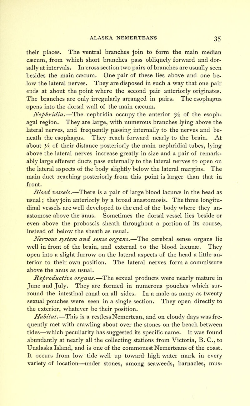 their places. The ventral branches join to form the main median cascum, from which short branches pass obliquely forward and dor- sally at intervals. In cross section two pairs of branches are usually seen besides the main caecum. One pair of these lies above and one be- low the lateral nerves. They are disposed in such a way that one pair ends at about the point where the second pair anteriorly originates. The branches are only irregularly arranged in pairs. The esophagus opens into the dorsal wall of the main cascum. Nephridia.—The nephridia occupy the anterior ^ of the esoph- agal region. They are large, with numerous branches lying above the lateral nerves, and frequently passing internally to the nerves and be- neath the esophagus. They reach forward nearly to the brain. At about Yi of their distance posteriorly the main nephridial tubes, lying above the lateral nerves increase greatly in size and a pair of remark- ably large efferent ducts pass externally to the lateral nerves to open on the lateral aspects of the body slightly below the lateral margins. The main duct reaching posteriorly from this point is larger than that in front. Blood vessels.—There is a pair of large blood lacunae in the head as usual; they join anteriorly by a broad anastomosis. The three longitu- dinal vessels are well developed to the end of the body where they an- astomose above the anus. Sometimes the dorsal vessel lies beside or even above the proboscis sheath throughout a portion of its course, instead of below the sheath as usual. Nervous system and sense organs.—The cerebral sense organs lie well in front of the brain, and external to the blood lacunae. They open into a slight furrow on the lateral aspects of the head a little an- terior to their own position. The lateral nerves form a commissure above the anus as usual. Reproductive organs.—The sexual products were nearly mature in June and July. They are formed in numerous pouches which sur- round the intestinal canal on all sides. In a male as many as twenty sexual pouches were seen in a single section. They open directly to the exterior, whatever be their position. Habitat.—This is a restless Nemertean, and on cloudy days was fre- quently met with crawling about over the stones on the beach between tides—which peculiarity has suggested its specific name. It was found abundantly at nearly all the collecting stations from Victoria, B. C., to Unalaska Island, and is one of the commonest Nemerteans of the coast. It occurs from low tide well up toward high water mark in every variety of location—under stones, among seaweeds, barnacles, mus-