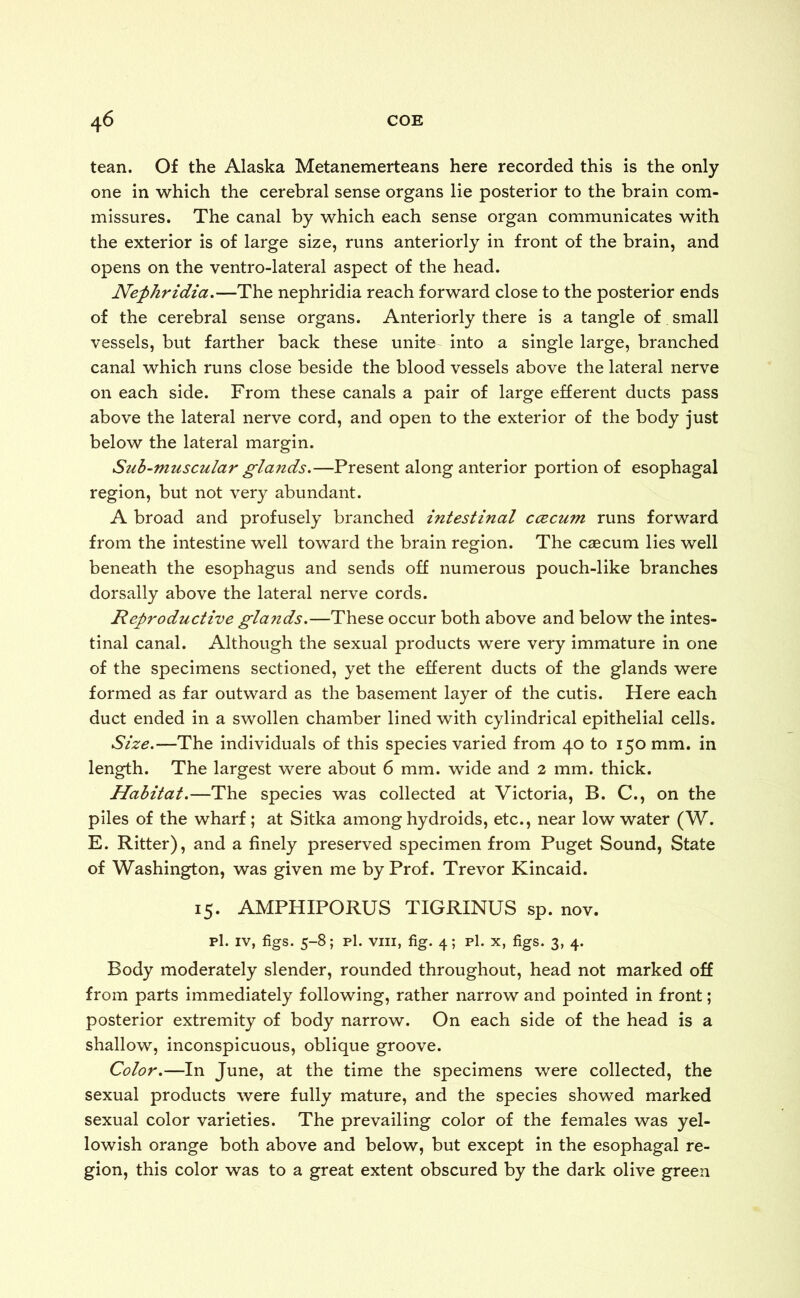 tean. Of the Alaska Metanemerteans here recorded this is the only one in which the cerebral sense organs lie posterior to the brain com- missures. The canal by which each sense organ communicates with the exterior is of large size, runs anteriorly in front of the brain, and opens on the ventro-lateral aspect of the head. Nephridia.—The nephridia reach forward close to the posterior ends of the cerebral sense organs. Anteriorly there is a tangle of small vessels, but farther back these unite into a single large, branched canal which runs close beside the blood vessels above the lateral nerve on each side. From these canals a pair of large efferent ducts pass above the lateral nerve cord, and open to the exterior of the body just below the lateral margin. Sub-muscular glands.—Present along anterior portion of esophagal region, but not very abundant. A broad and profusely branched intestinal ccecum runs forward from the intestine well toward the brain region. The caecum lies well beneath the esophagus and sends off numerous pouch-like branches dorsally above the lateral nerve cords. Reproductive glands.—These occur both above and below the intes- tinal canal. Although the sexual products were very immature in one of the specimens sectioned, yet the efferent ducts of the glands were formed as far outward as the basement layer of the cutis. Here each duct ended in a swollen chamber lined with cylindrical epithelial cells. Size.—The individuals of this species varied from 40 to 150 mm. in length. The largest were about 6 mm. wide and 2 mm. thick. Habitat.—The species was collected at Victoria, B. C., on the piles of the wharf; at Sitka among hydroids, etc., near low water (W. E. Ritter), and a finely preserved specimen from Puget Sound, State of Washington, was given me by Prof. Trevor Kincaid. 15. AMPHIPORUS TIGRINUS sp. nov. pi. iv, figs. 5-8; pi. viii, fig. 4; pi. x, figs. 3, 4. Body moderately slender, rounded throughout, head not marked off from parts immediately following, rather narrow and pointed in front; posterior extremity of body narrow. On each side of the head is a shallow, inconspicuous, oblique groove. Color.—In June, at the time the specimens were collected, the sexual products were fully mature, and the species showed marked sexual color varieties. The prevailing color of the females was yel- lowish orange both above and below, but except in the esophagal re- gion, this color was to a great extent obscured by the dark olive green