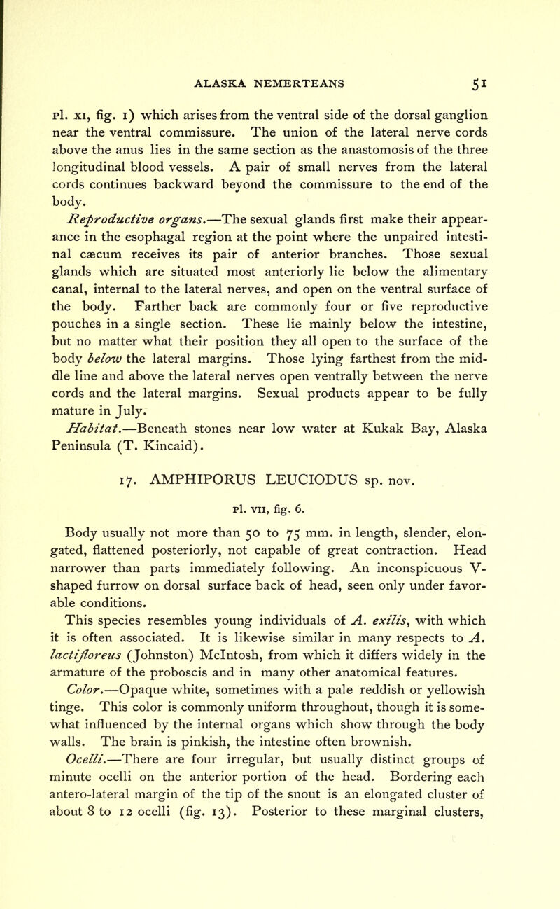 pl. xi, fig. 1) which arises from the ventral side of the dorsal ganglion near the ventral commissure. The union of the lateral nerve cords above the anus lies in the same section as the anastomosis of the three longitudinal blood vessels. A pair of small nerves from the lateral cords continues backward beyond the commissure to the end of the body. Reproductive organs.—The sexual glands first make their appear- ance in the esophagal region at the point where the unpaired intesti- nal cascum receives its pair of anterior branches. Those sexual glands which are situated most anteriorly lie below the alimentary canal, internal to the lateral nerves, and open on the ventral surface of the body. Farther back are commonly four or five reproductive pouches in a single section. These lie mainly below the intestine, but no matter what their position they all open to the surface of the body below the lateral margins. Those lying farthest from the mid- dle line and above the lateral nerves open ventrally between the nerve cords and the lateral margins. Sexual products appear to be fully mature in July. Habitat.—Beneath stones near low water at Kukak Bay, Alaska Peninsula (T. Kincaid). 17. AMPHIPORUS LEUCIODUS sp. nov. pl. vii, fig. 6. Body usually not more than 50 to 75 mm. in length, slender, elon- gated, flattened posteriorly, not capable of great contraction. Head narrower than parts immediately following. An inconspicuous V- shaped furrow on dorsal surface back of head, seen only under favor- able conditions. This species resembles young individuals of A. exilis, with which it is often associated. It is likewise similar in many respects to A. lactijloreus (Johnston) McIntosh, from which it differs widely in the armature of the proboscis and in many other anatomical features. Color.—Opaque white, sometimes with a pale reddish or yellowish tinge. This color is commonly uniform throughout, though it is some- what influenced by the internal organs which show through the body walls. The brain is pinkish, the intestine often brownish. Ocelli.—There are four irregular, but usually distinct groups of minute ocelli on the anterior portion of the head. Bordering each antero-lateral margin of the tip of the snout is an elongated cluster of about 8 to 12 ocelli (fig. 13). Posterior to these marginal clusters,