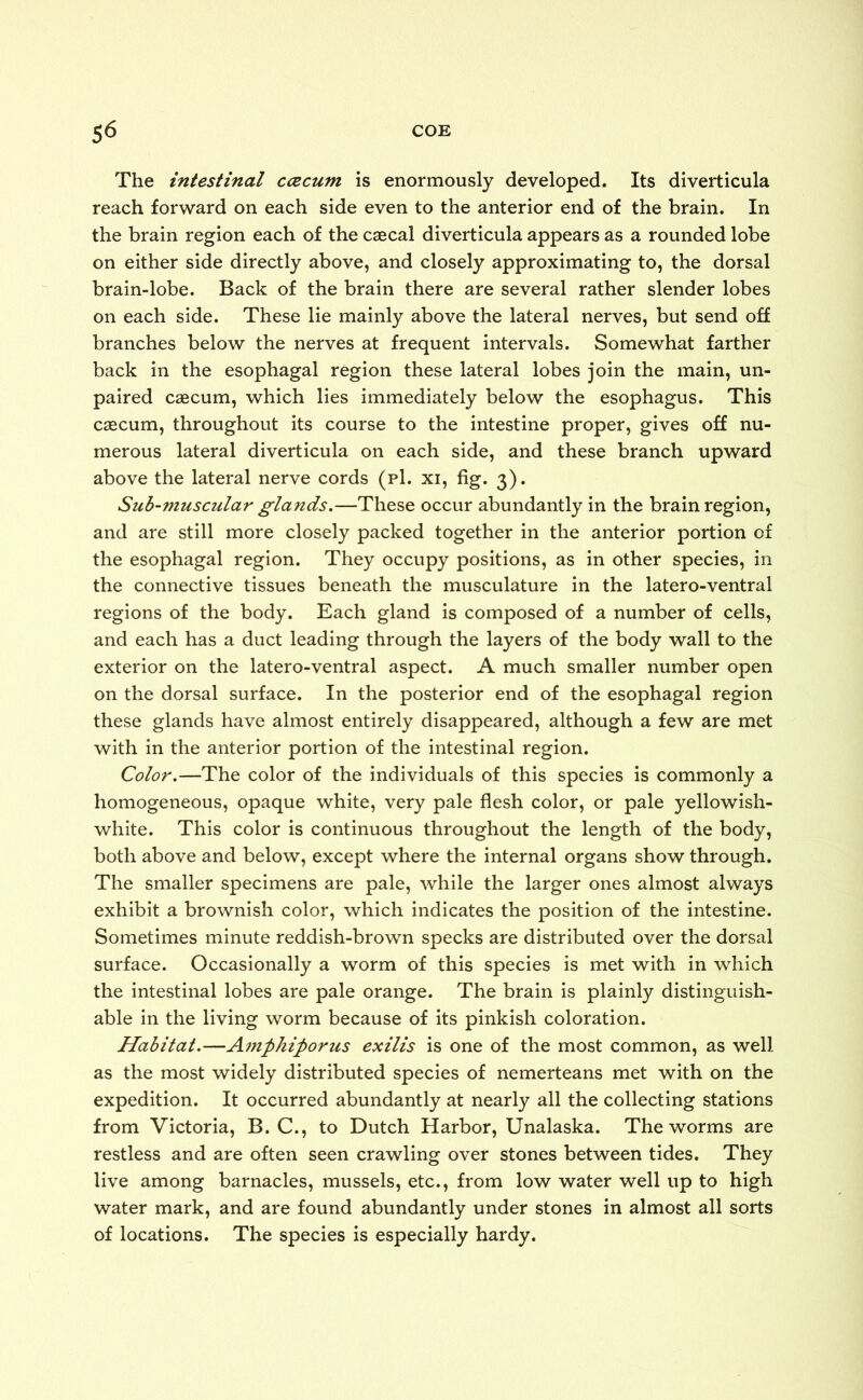 The intestinal ccecum is enormously developed. Its diverticula reach forward on each side even to the anterior end of the brain. In the brain region each of the caecal diverticula appears as a rounded lobe on either side directly above, and closely approximating to, the dorsal brain-lobe. Back of the brain there are several rather slender lobes on each side. These lie mainly above the lateral nerves, but send off branches below the nerves at frequent intervals. Somewhat farther back in the esophagal region these lateral lobes join the main, un- paired caecum, which lies immediately below the esophagus. This caecum, throughout its course to the intestine proper, gives off nu- merous lateral diverticula on each side, and these branch upward above the lateral nerve cords (pi. xi, fig. 3). Sub-muscular glands.—These occur abundantly in the brain region, and are still more closely packed together in the anterior portion of the esophagal region. They occupy positions, as in other species, in the connective tissues beneath the musculature in the latero-ventral regions of the body. Each gland is composed of a number of cells, and each has a duct leading through the layers of the body wall to the exterior on the latero-ventral aspect. A much smaller number open on the dorsal surface. In the posterior end of the esophagal region these glands have almost entirely disappeared, although a few are met with in the anterior portion of the intestinal region. Color.—The color of the individuals of this species is commonly a homogeneous, opaque white, very pale flesh color, or pale yellowish- white. This color is continuous throughout the length of the body, both above and below, except where the internal organs show through. The smaller specimens are pale, while the larger ones almost always exhibit a brownish color, which indicates the position of the intestine. Sometimes minute reddish-brown specks are distributed over the dorsal surface. Occasionally a worm of this species is met with in which the intestinal lobes are pale orange. The brain is plainly distinguish- able in the living worm because of its pinkish coloration. Habitat.—Amphiporus exilis is one of the most common, as well as the most widely distributed species of nemerteans met with on the expedition. It occurred abundantly at nearly all the collecting stations from Victoria, B. C., to Dutch Harbor, Unalaska. The worms are restless and are often seen crawling over stones between tides. They live among barnacles, mussels, etc., from low water well up to high water mark, and are found abundantly under stones in almost all sorts of locations. The species is especially hardy.