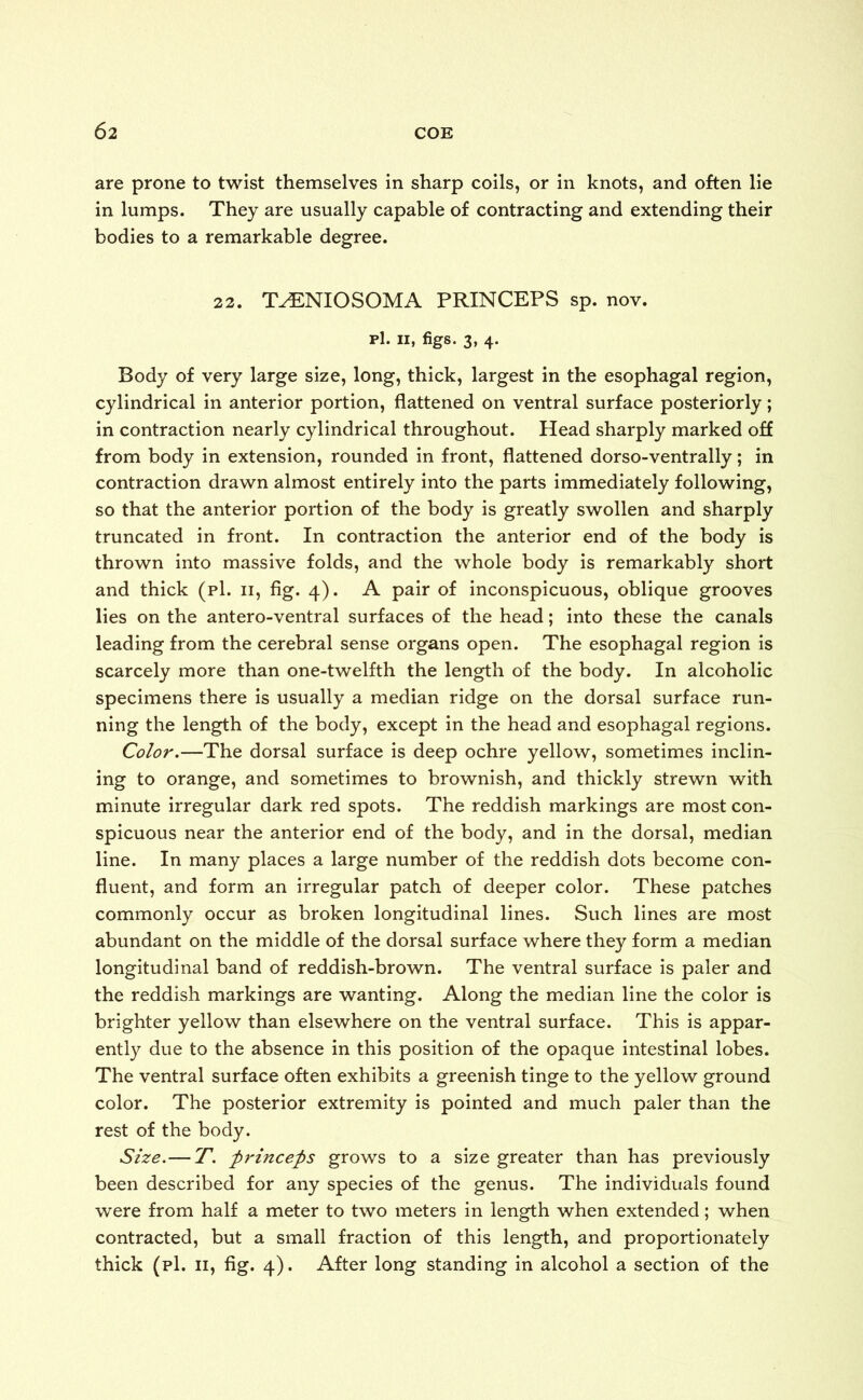 are prone to twist themselves in sharp coils, or in knots, and often lie in lumps. They are usually capable of contracting and extending their bodies to a remarkable degree. 22. T^ENIOSOMA PRINCEPS sp. nov. pi. ii, figs. 3, 4. Body of very large size, long, thick, largest in the esophagal region, cylindrical in anterior portion, flattened on ventral surface posteriorly; in contraction nearly cylindrical throughout. Head sharply marked off from body in extension, rounded in front, flattened dorso-ventrally; in contraction drawn almost entirely into the parts immediately following, so that the anterior portion of the body is greatly swollen and sharply truncated in front. In contraction the anterior end of the body is thrown into massive folds, and the whole body is remarkably short and thick (pi. 11, fig. 4). A pair of inconspicuous, oblique grooves lies on the antero-ventral surfaces of the head; into these the canals leading from the cerebral sense organs open. The esophagal region is scarcely more than one-twelfth the length of the body. In alcoholic specimens there is usually a median ridge on the dorsal surface run- ning the length of the body, except in the head and esophagal regions. Color.—The dorsal surface is deep ochre yellow, sometimes inclin- ing to orange, and sometimes to brownish, and thickly strewn with minute irregular dark red spots. The reddish markings are most con- spicuous near the anterior end of the body, and in the dorsal, median line. In many places a large number of the reddish dots become con- fluent, and form an irregular patch of deeper color. These patches commonly occur as broken longitudinal lines. Such lines are most abundant on the middle of the dorsal surface where they form a median longitudinal band of reddish-brown. The ventral surface is paler and the reddish markings are wanting. Along the median line the color is brighter yellow than elsewhere on the ventral surface. This is appar- ently due to the absence in this position of the opaque intestinal lobes. The ventral surface often exhibits a greenish tinge to the yellow ground color. The posterior extremity is pointed and much paler than the rest of the body. Size.— T. firincefts grows to a size greater than has previously been described for any species of the genus. The individuals found were from half a meter to two meters in length when extended; when contracted, but a small fraction of this length, and proportionately