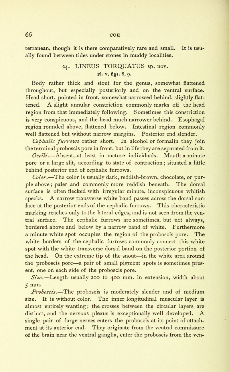 terranean, though it is there comparatively rare and small. It is usu- ally found between tides under stones in muddy localities. 24. LINEUS TORQUATOS sp. nov. pi. v, figs. 8, 9. Body rather thick and stout for the genus, somewhat flattened throughout, but especially posteriorly and on the ventral surface. Head short, pointed in front, somewhat narrowed behind, slightly flat- tened. A slight annular constriction commonly marks off the head region from that immediately following. Sometimes this constriction is very conspicuous, and the head much narrower behind. Esophagal region rounded above, flattened below. Intestinal region commonly well flattened but without narrow margins. Posterior end slender. Cephalic furrows rather short. In alcohol or formalin they join the terminal proboscis pore in front, but in life they are separated from it. Ocelli.—Absent, at least in mature individuals. Mouth a minute pore or a large slit, according to state of contraction; situated a little behind posterior end of cephalic furrows. Color.—The color is usually dark, reddish-brown, chocolate, or pur- ple above; paler and commonly more reddish beneath. The dorsal surface is often flecked with irregular minute, inconspicuous whitish specks. A narrow transverse white band passes across the dorsal sur- face at the posterior ends of the cephalic furrows. This characteristic marking reaches only to the lateral edges, and is not seen from the ven- tral surface. The cephalic furrows are sometimes, but not always, bordered above and below by a narrow band of white. Furthermore a minute white spot occupies the region of the proboscis pore. The white borders of the cephalic furrows commonly connect this white spot with the white transverse dorsal band on the posterior portion of the head. On the extreme tip of the snout—in the white area around the proboscis pore—a pair of small pigment spots is sometimes pres- ent, one on each side of the proboscis pore. Size.—Length usually 200 to 400 mm. in extension, width about 5 mm. Proboscis.—The proboscis is moderately slender and of medium size. It is without color. The inner longitudinal muscular layer is almost entirely wanting; the crosses between the circular layers are distinct, and the nervous plexus is exceptionally well developed. A single pair of large nerves enters the proboscis at its point of attach- ment at its anterior end. They originate from the ventral commissure of the brain near the ventral ganglia, enter the proboscis from the ven-
