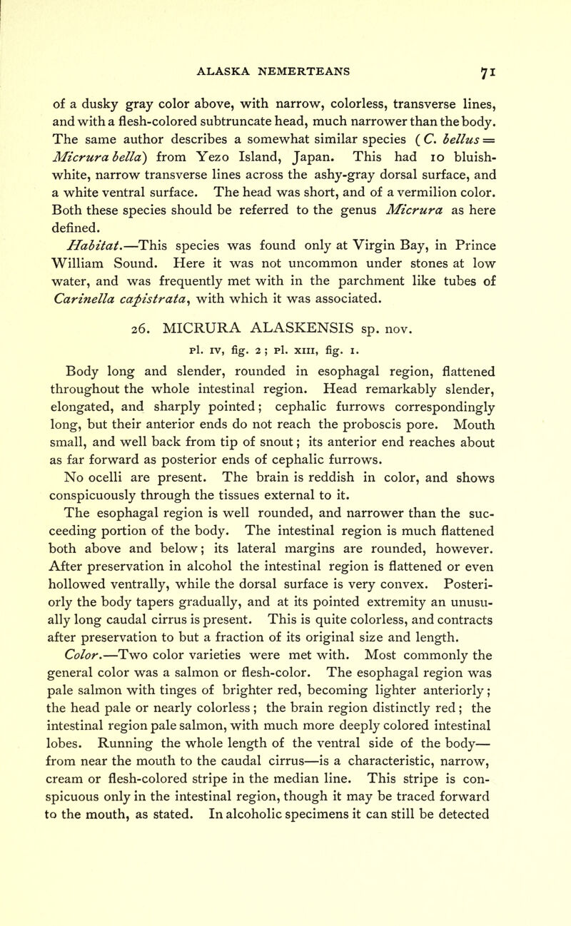 of a dusky gray color above, with narrow, colorless, transverse lines, and with a flesh-colored subtruncate head, much narrower than the body. The same author describes a somewhat similar species ( C. bellus = Micrurabella) from Yezo Island, Japan. This had 10 bluish- white, narrow transverse lines across the ashy-gray dorsal surface, and a white ventral surface. The head was short, and of a vermilion color. Both these species should be referred to the genus Micrura as here defined. Habitat.—This species was found only at Virgin Bay, in Prince William Sound. Here it was not uncommon under stones at low water, and was frequently met with in the parchment like tubes of Carinella caj)istrata, with which it was associated. 26. MICRURA ALASKENSIS sp. nov. pi. iv, fig. 2 ; pi. xiii, fig. 1. Body long and slender, rounded in esophagal region, flattened throughout the whole intestinal region. Head remarkably slender, elongated, and sharply pointed; cephalic furrows correspondingly long, but their anterior ends do not reach the proboscis pore. Mouth small, and well back from tip of snout; its anterior end reaches about as far forward as posterior ends of cephalic furrows. No ocelli are present. The brain is reddish in color, and shows conspicuously through the tissues external to it. The esophagal region is well rounded, and narrower than the suc- ceeding portion of the body. The intestinal region is much flattened both above and below; its lateral margins are rounded, however. After preservation in alcohol the intestinal region is flattened or even hollowed ventrally, while the dorsal surface is very convex. Posteri- orly the body tapers gradually, and at its pointed extremity an unusu- ally long caudal cirrus is present. This is quite colorless, and contracts after preservation to but a fraction of its original size and length. Color.—Two color varieties were met with. Most commonly the general color was a salmon or flesh-color. The esophagal region was pale salmon with tinges of brighter red, becoming lighter anteriorly; the head pale or nearly colorless ; the brain region distinctly red ; the intestinal region pale salmon, with much more deeply colored intestinal lobes. Running the whole length of the ventral side of the body— from near the mouth to the caudal cirrus—is a characteristic, narrow, cream or flesh-colored stripe in the median line. This stripe is con- spicuous only in the intestinal region, though it may be traced forward to the mouth, as stated. In alcoholic specimens it can still be detected