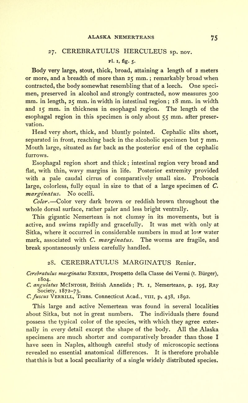 27. CEREBRATULUS HERCULEUS sp. nov. pi. 1, fig. 5. Body very large, stout, thick, broad, attaining a length of 2 meters or more, and a breadth of more than 25 mm.; remarkably broad when contracted, the body somewhat resembling that of a leech. One speci- men, preserved in alcohol and strongly contracted, now measures 300 mm. in length, 25 mm. in width in intestinal region; 18 mm. in width and 15 mm. in thickness in esophagal region. The length of the esophagal region in this specimen is only about 55 mm. after preser- vation. Head very short, thick, and bluntly pointed. Cephalic slits short, separated in front, reaching back in the alcoholic specimen but 7 mm. Mouth large, situated as far back as the posterior end of the cephalic furrows. Esophagal region short and thick; intestinal region very broad and flat, with thin, wavy margins in life. Posterior extremity provided with a pale caudal cirrus of comparatively small size. Proboscis large, colorless, fully equal in size to that of a large specimen of C. marginatus. No ocelli. Color.—Color very dark brown or reddish brown throughout the whole dorsal surface, rather paler and less bright ventrally. This gigantic Nemertean is not clumsy in its movements, but is active, and swims rapidly and gracefully. It was met with only at Sitka, where it occurred in considerable numbers in mud at low water mark, associated with C. marginatus. The worms are fragile, and break spontaneously unless carefully handled. 28. CEREBRATULUS MARGINATUS Renier. Cerebratulus marginatus Renier, Prospetto della Classe dei Vermi (t. Burger), 1804. C. angulatus McIntosh, British Annelids ; Pt. 1, Nemerteans, p. 195, Ray Society, 1872-73. C. fuscus Verrill, Trans. Connecticut Acad., viii, p. 438, 1892. This large and active Nemertean was found in several localities about Sitka, but not in great numbers. The individuals there found possess the typical color of the species, with which they agree exter- nally in every detail except the shape of the body. All the Alaska specimens are much shorter and comparatively broader than those I have seen in Naples, although careful study of microscopic sections revealed no essential anatomical differences. It is therefore probable that this is but a local peculiarity of a single widely distributed species.