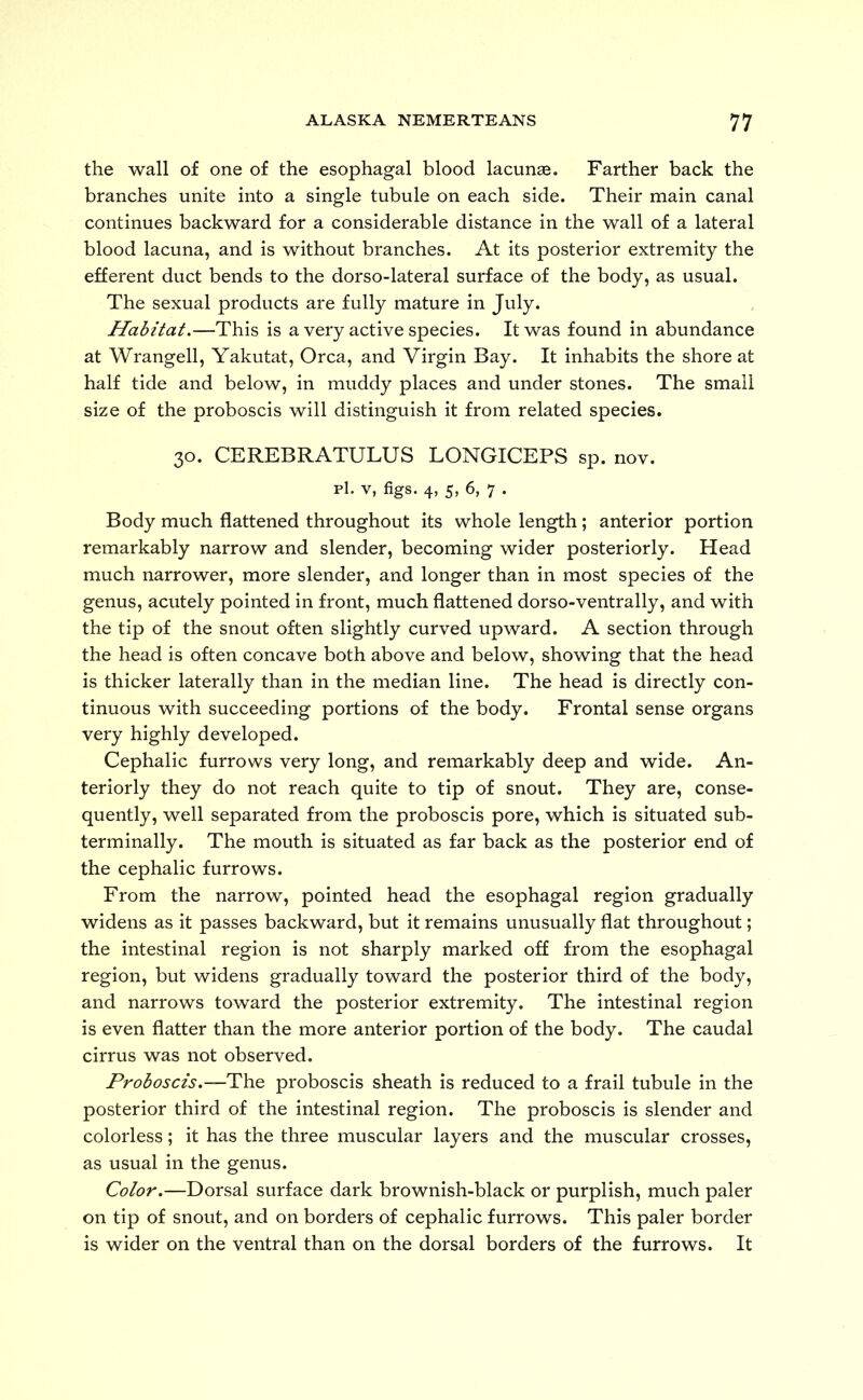 the wall of one of the esophagal blood lacunas. Farther back the branches unite into a single tubule on each side. Their main canal continues backward for a considerable distance in the wall of a lateral blood lacuna, and is without branches. At its posterior extremity the efferent duct bends to the dorso-lateral surface of the body, as usual. The sexual products are fully mature in July. Habitat.—This is a very active species. It was found in abundance at Wrangell, Yakutat, Orca, and Virgin Bay. It inhabits the shore at half tide and below, in muddy places and under stones. The small size of the proboscis will distinguish it from related species. 30. CEREBRATULUS LONGICEPS sp. nov. pi. v, figs. 4, 5, 6, 7 . Body much flattened throughout its whole length; anterior portion remarkably narrow and slender, becoming wider posteriorly. Head much narrower, more slender, and longer than in most species of the genus, acutely pointed in front, much flattened dorso-ventrally, and with the tip of the snout often slightly curved upward. A section through the head is often concave both above and below, showing that the head is thicker laterally than in the median line. The head is directly con- tinuous with succeeding portions of the body. Frontal sense organs very highly developed. Cephalic furrows very long, and remarkably deep and wide. An- teriorly they do not reach quite to tip of snout. They are, conse- quently, well separated from the proboscis pore, which is situated sub- terminally. The mouth is situated as far back as the posterior end of the cephalic furrows. From the narrow, pointed head the esophagal region gradually widens as it passes backward, but it remains unusually flat throughout; the intestinal region is not sharply marked off from the esophagal region, but widens gradually toward the posterior third of the body, and narrows toward the posterior extremity. The intestinal region is even flatter than the more anterior portion of the body. The caudal cirrus was not observed. Proboscis.—The proboscis sheath is reduced to a frail tubule in the posterior third of the intestinal region. The proboscis is slender and colorless; it has the three muscular layers and the muscular crosses, as usual in the genus. Color.—Dorsal surface dark brownish-black or purplish, much paler on tip of snout, and on borders of cephalic furrows. This paler border is wider on the ventral than on the dorsal borders of the furrows. It
