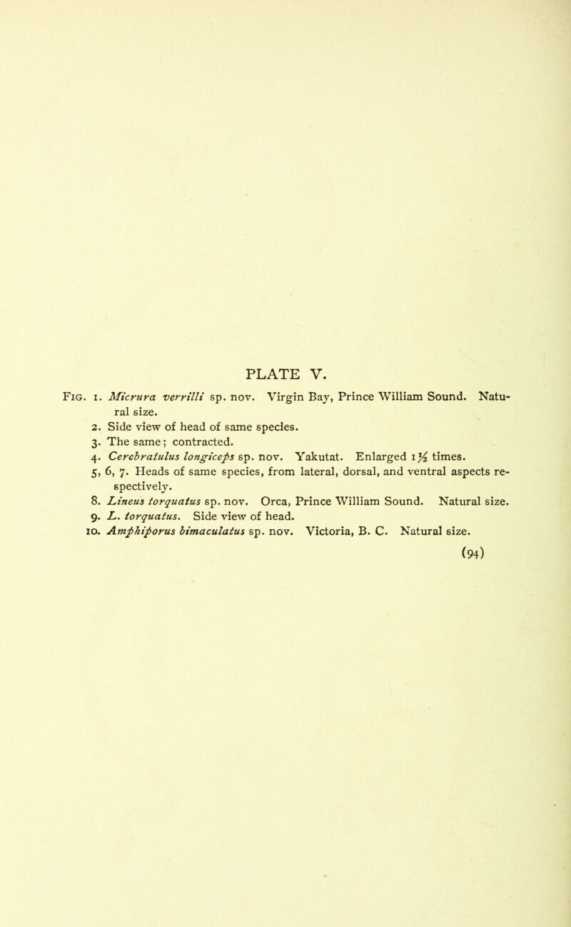 Fig. i. Micrura verrilli sp. nov. Virgin Bay, Prince William Sound. Natu- ral size. 2. Side view of head of same species. 3. The same; contracted. 4. Cerebratulus longiceps sp. nov. Yakutat. Enlarged 1% times. 5. 6, 7. Heads of same species, from lateral, dorsal, and ventral aspects re- spectively. 8. Linens torquatus sp. nov. Orca, Prince William Sound. Natural size. 9. L. torquatus. Side view of head. 10. Amphiporus bimaculatus sp. nov. Victoria, B. C. Natural size. (94)