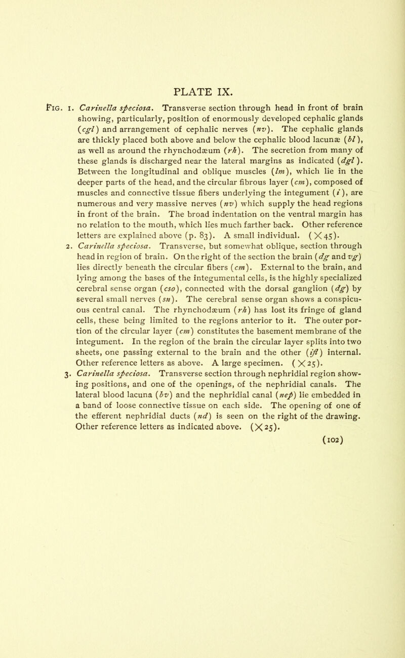 Pig. i. Carinella speciosa. Transverse section through head in front of brain showing, particularly, position of enormously developed cephalic glands (cgl) and arrangement of cephalic nerves (nv). The cephalic glands are thickly placed both above and below the cephalic blood lacunae (hi), as well as around the rhynchodaeum (rh). The secretion from many of these glands is discharged near the lateral margins as indicated (dgl). Between the longitudinal and oblique muscles (Im), which lie in the deeper parts of the head, and the circular fibrous layer (cm), composed of muscles and connective tissue fibers underlying the integument (/), are numerous and very massive nerves (nv) which supply the head regions in front of the brain. The broad indentation on the ventral margin has no relation to the mouth, which lies much farther back. Other reference letters are explained above (p. 83). A small individual. ( X45)* 2. Carinella speciosa. Transverse, but somewhat oblique, section through head in region of brain. On the right of the section the brain (dg and vg) lies directly beneath the circular fibers (cm). External to the brain, and lying among the bases of the integumental cells, is the highly specialized cerebral sense organ (cso), connected with the dorsal ganglion (dg) by several small nerves (s«). The cerebral sense organ shows a conspicu- ous central canal. The rhynchodseum (rk) has lost its fringe of gland cells, these being limited to the regions anterior to it. The outer por- tion of the circular layer (cm) constitutes the basement membrane of the integument. In the region of the brain the circular layer splits into two sheets, one passing external to the brain and the other (ijl) internal. Other reference letters as above. A large specimen. ( X 25). 3. Carinella speciosa. Transverse section through nephridial region show- ing positions, and one of the openings, of the nephridial canals. The lateral blood lacuna (bv) and the nephridial canal (nep) lie embedded in a band of loose connective tissue on each side. The opening of one of the efferent nephridial ducts (nd) is seen on the right of the drawing. Other reference letters as indicated above. (X25)* (102)