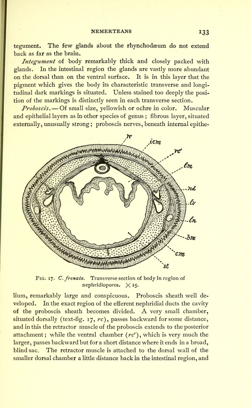 tegument. The few glands about the rhynchodseum do not extend back as far as the brain. Integument of body remarkably thick and closely packed with glands. In the intestinal region the glands are vastly more abundant on the dorsal than on the ventral surface. It is in this layer that the pigment which gives the body its characteristic transverse and longi- tudinal dark markings is situated. Unless stained too deeply the posi- tion of the markings is distinctly seen in each transverse section. Proboscis. — Of small size, yellowish or ochre in color. Muscular and epithelial layers as in other species of genus ; fibrous layer, situated externally, unusually strong; proboscis nerves, beneath internal epithe- Fig. 17. C.frenata. Transverse section of body in region of nephridiopores. X 25* lium, remarkably large and conspicuous. Proboscis sheath well de- veloped. In the exact region of the efferent nephridial ducts the cavity of the proboscis sheath becomes divided. A very small chamber, situated dorsally (text-fig. 17, rc), passes backward for some distance, and in this the retractor muscle of the proboscis extends to the posterior attachment; while the ventral chamber (rc'), which is very much the larger, passes backward but for a short distance where it ends in a broad, blind sac. The retractor muscle is attached to the dorsal wall of the smaller dorsal chamber a little distance back in the intestinal region, and