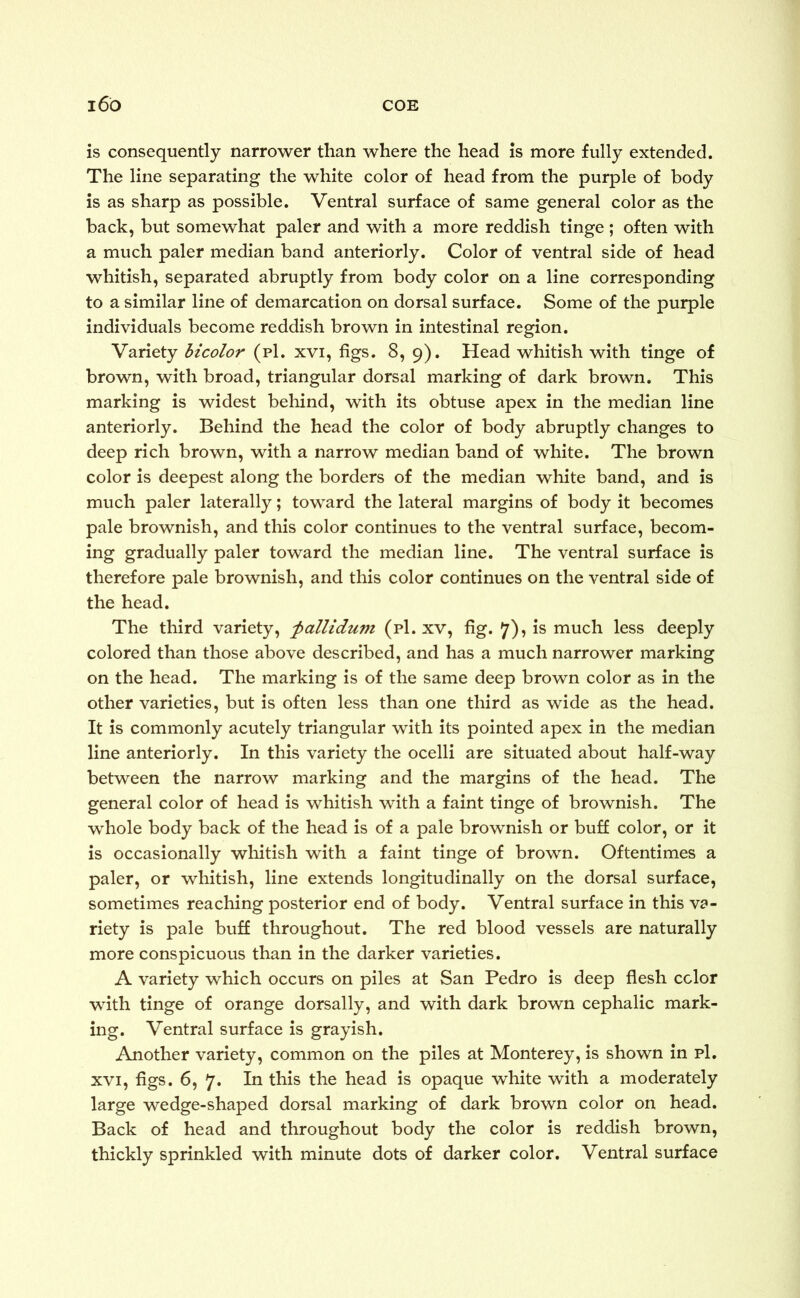 is consequently narrower than where the head is more fully extended. The line separating the white color of head from the purple of body is as sharp as possible. Ventral surface of same general color as the back, but somewhat paler and with a more reddish tinge; often with a much paler median band anteriorly. Color of ventral side of head whitish, separated abruptly from body color on a line corresponding to a similar line of demarcation on dorsal surface. Some of the purple individuals become reddish brown in intestinal region. Variety bicolor (pi. xvi, figs. 8, 9). Head whitish with tinge of brown, with broad, triangular dorsal marking of dark brown. This marking is widest behind, with its obtuse apex in the median line anteriorly. Behind the head the color of body abruptly changes to deep rich brown, with a narrow median band of white. The brown color is deepest along the borders of the median white band, and is much paler laterally; toward the lateral margins of body it becomes pale brownish, and this color continues to the ventral surface, becom- ing gradually paler toward the median line. The ventral surface is therefore pale brownish, and this color continues on the ventral side of the head. The third variety, fallidum (pi. xv, fig. 7)? is much less deeply colored than those above described, and has a much narrower marking on the head. The marking is of the same deep brown color as in the other varieties, but is often less than one third as wide as the head. It is commonly acutely triangular with its pointed apex in the median line anteriorly. In this variety the ocelli are situated about half-way between the narrow marking and the margins of the head. The general color of head is whitish with a faint tinge of brownish. The whole body back of the head is of a pale brownish or buff color, or it is occasionally whitish with a faint tinge of brown. Oftentimes a paler, or whitish, line extends longitudinally on the dorsal surface, sometimes reaching posterior end of body. Ventral surface in this va- riety is pale buff throughout. The red blood vessels are naturally more conspicuous than in the darker varieties. A variety which occurs on piles at San Pedro is deep flesh color with tinge of orange dorsally, and with dark brown cephalic mark- ing. Ventral surface is grayish. Another variety, common on the piles at Monterey, is shown in pi. xvi, figs. 6, 7. In this the head is opaque white with a moderately large wedge-shaped dorsal marking of dark brown color on head. Back of head and throughout body the color is reddish brown, thickly sprinkled with minute dots of darker color. Ventral surface