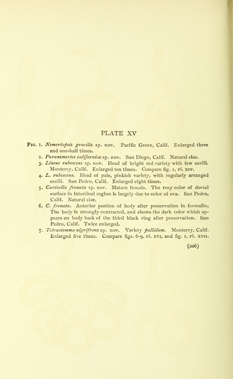 Fig. i. Nemertopsis gracilis sp. nov. Pacific Grove, Calif. Enlarged three and one-half times. 2. Paranemertes californica sp. nov. San Diego, Calif. Natural size. 3. Lineus rubescens sp. nov. Head of bright red variety with few ocelli. Monterey, Calif. Enlarged ten times. Compare fig. 1, pi. xiv. 4. L. rubescens. Head of pale, pinkish variety, with regularly arranged ocelli. San Pedro, Calif. Enlarged eight times. 5. Carinella frenata sp. nov. Mature female. The rosy color of dorsal surface in intestinal region is largely due to color of ova. San Pedro, Calif. Natural size. 6. C. frenata. Anterior portion of body after preservation in formalin. The body is strongly contracted, and shows the dark color which ap- pears on body back of the third black ring after preservation. San Pedro, Calif. Twice enlarged. 7. Tetrastemma nigrifrons sp. nov. Variety pallidum. Monterey, Calif.
