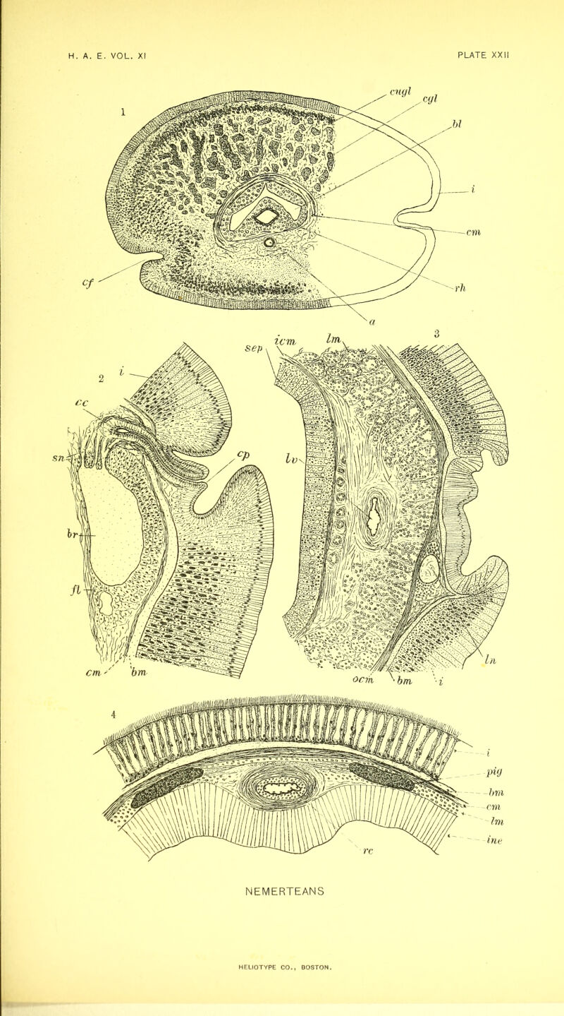 NEMERTEANS HELIOTYPE CO., BOSTON.