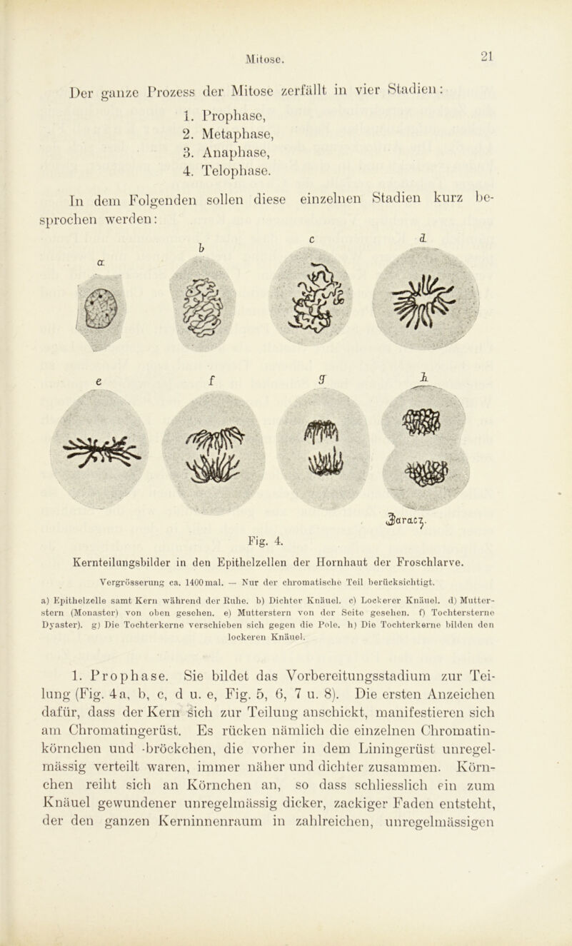 Der ganze Prozess 1. 2. 3. 4. der Mitose zerfällt in vier Stadien: Prophase, Metaphase, Anaphase, Telophase. In dem Folgenden sollen diese einzelnen Stadien kurz be- sprochen werden: v' ' * •' . ■ • . */ - ■ ' ^ ■ * - Jteracy Fig. 4. Kernteilimgsbilder in den Epithelzellen der Hornhaut der Froschlarve. Vergrösserung ca. 1400mal. — Nur der chromatische Teil berücksichtigt. a) Epithelzelle samt Kern während der Ruhe, b) Dichter Knäuel, c) Lockerer Knäuel, d) Mutter- stern (Monaster) von oben gesehen, e) Mutterstern von der Seite gesehen, f) Tocliterstenio Dyaster), g) Die Tochterkerne verschieben sich gegen die Pole, h) Die Tochterkerne bilden den lockeren Knäuel. 1. Prophase. Sie bildet das Vorbereitungsstadium zur Tei- lung (Fig. 4a, b, c, d u. e, Fig. 5, 6, 7 u. 8). Die ersten Anzeichen dafür, dass der Kern sich zur Teilung anschickt, manifestieren sich am Chromatingerüst. Es rücken nämlich die einzelnen Chromatin- körnchen und -bröckelten, die vorher in dem Liningerüst unregel- mässig verteilt waren, immer näher und dichter zusammen. Körn- chen reibt sich an Körnchen an, so dass schliesslich ein zum Knäuel gewundener unregelmässig dicker, zackiger Faden entsteht, der den ganzen Kerninnenraum in zahlreichen, unregelmässigen