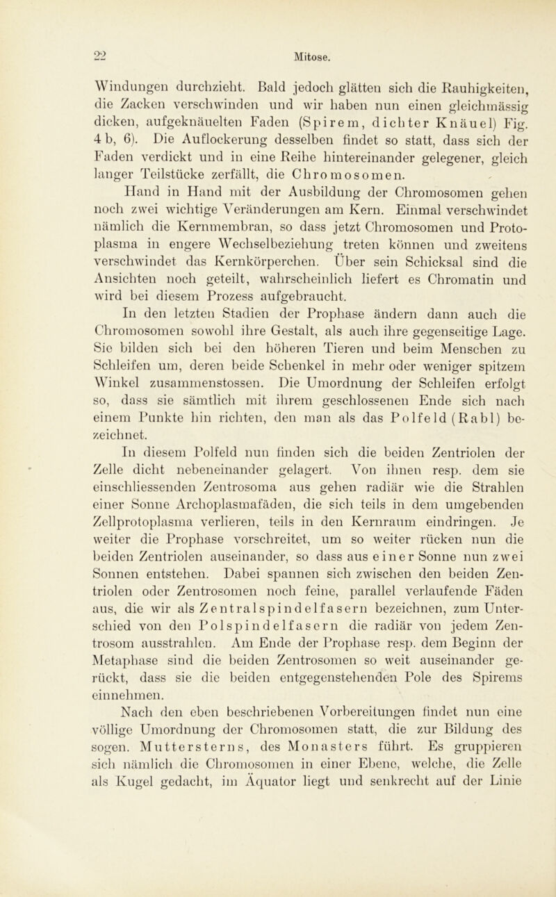 Windungen durchzieht. Bald jedoch glätten sich die Rauhigkeiten, die Zacken verschwinden und wir haben nun einen gleichmässig dicken, aufgeknäuelten Faden (Spirem, dichter Knäuel) Fig. 4 b, 6). Die Auflockerung desselben findet so statt, dass sich der Faden verdickt und in eine Reihe hintereinander gelegener, gleich langer Teilstücke zerfällt, die Chromosomen. Hand in Hand mit der Ausbildung der Chromosomen gehen noch zwei wichtige Veränderungen am Kern. Einmal verschwindet nämlich die Kernmembran, so dass jetzt Chromosomen und Proto- plasma in engere Wechselbeziehung treten können und zweitens verschwindet das Kernkörperchen. Über sein Schicksal sind die Ansichten noch geteilt, wahrscheinlich liefert es Chromatin und wird bei diesem Prozess aufgebraucht. In den letzten Stadien der Prophase ändern dann auch die Chromosomen sowohl ihre Gestalt, als auch ihre gegenseitige Lage. Sic bilden sich bei den höheren Tieren und beim Menschen zu Schleifen um, deren beide Schenkel in mehr oder weniger spitzem Winkel zusammenstossen. Die Umordnung der Schleifen erfolgt so, dass sie sämtlich mit ihrem geschlossenen Ende sich nach einem Punkte hin richten, den man als das Polfe ld (Rabl) be- zeichnet. In diesem Polfeld nun finden sich die beiden Zentriolen der Zelle dicht nebeneinander gelagert. Von ihnen resp. dem sie einschliessenden Zentrosoma aus gehen radiär wie die Strahlen einer Sonne Archoplasmafäden, die sich teils in dem umgebenden Zellprotoplasma verlieren, teils in den Kernraum eindringen. Je weiter die Prophase vorschreitet, um so weiter rücken nun die beiden Zentriolen auseinander, so dass aus einer Sonne nun zwei Sonnen entstehen. Dabei spannen sich zwischen den beiden Zen- triolen oder Zentrosomen noch feine, parallel verlaufende Fäden aus, die wir als Zentralspindelfasern bezeichnen, zum Unter- schied von den Polspind eifasern die radiär von jedem Zen- trosom ausstrahlen. Am Ende der Prophase resp. dem Beginn der Metaphase sind die beiden Zentrosomen so weit auseinander ge- rückt, dass sie die beiden entgegenstehenden Pole des Spirems ein nehmen. Nach den eben beschriebenen Vorbereitungen findet nun eine völlige Umordnung der Chromosomen statt, die zur Bildung des sogen. Muttersterns, des Mo na sters führt. Es gruppieren sich nämlich die Chromosomen in einer Ebene, welche, die Zelle als Kugel gedacht, im Äquator liegt und senkrecht auf der Linie