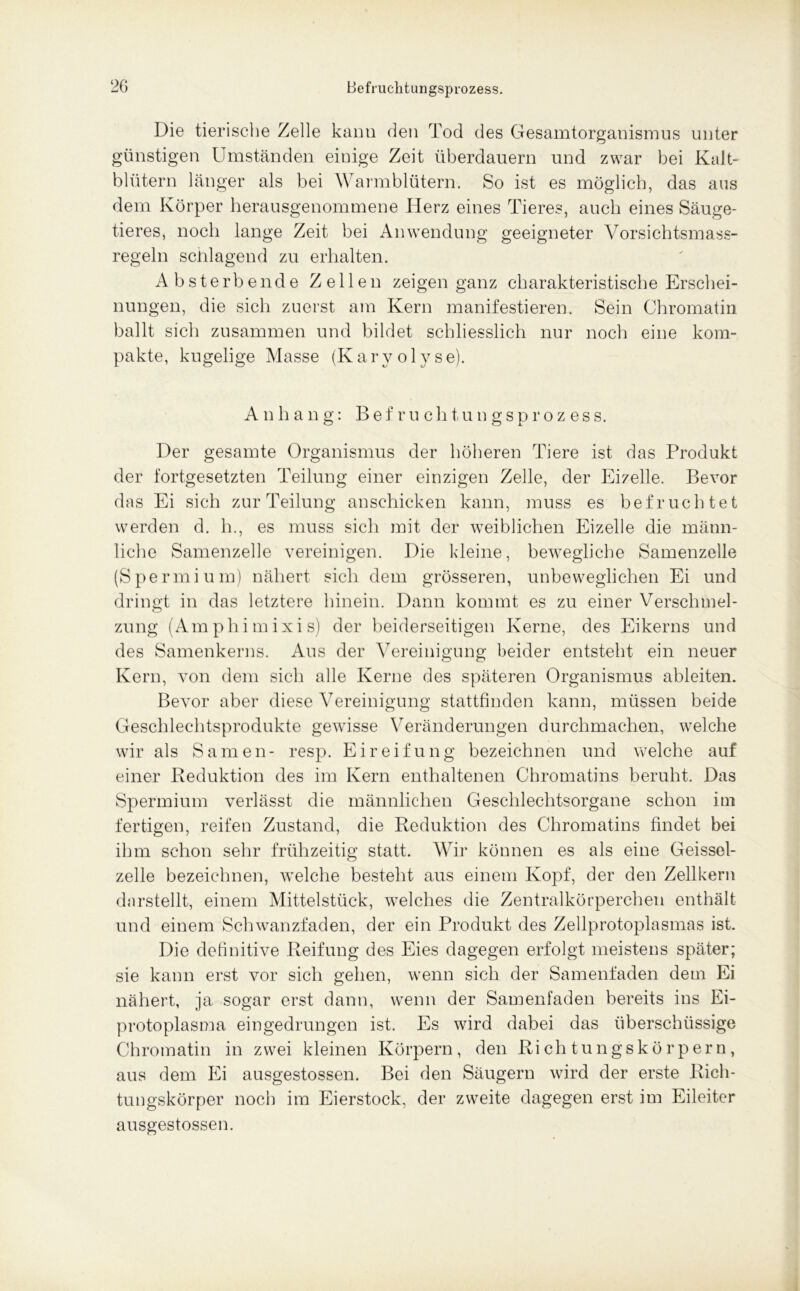 Die tierische Zelle kann den Tod des Gesamtorganismus unter günstigen Umständen einige Zeit überdauern und zwar bei Kalt- blütern länger als bei Warmblütern. So ist es möglich, das aus dem Körper herausgenommene Herz eines Tieres, auch eines Säuge- tieres, noch lange Zeit bei Anwendung geeigneter Vorsichtsmass- regeln schlagend zu erhalten. Absterbende Zellen zeigen ganz charakteristische Erschei- nungen, die sich zuerst am Kern manifestieren. Sein Chromatin ballt sich zusammen und bildet schliesslich nur noch eine kom- pakte, kugelige Masse (Karvolyse). Anhang: Befruchtungsprozess. Der gesamte Organismus der höheren Tiere ist das Produkt der fortgesetzten Teilung einer einzigen Zelle, der Eizelle. Bevor das Ei sich zur Teilung anschicken kann, muss es befruchtet werden d. h., es muss sich mit der weiblichen Eizelle die männ- liche Samenzelle vereinigen. Die kleine, bewegliche Samenzelle (Spermium) nähert sich dem grösseren, unbeweglichen Ei und dringt in das letztere hinein. Dann kommt es zu einer Verschmel- zung (Amphimixis) der beiderseitigen Kerne, des Eikerns und des Samenkerns. Aus der Vereinigung beider entsteht ein neuer Kern, von dem sich alle Kerne des späteren Organismus ableiten. Bevor aber diese Vereinigung stattfinden kann, müssen beide Geschlechtsprodukte gewisse Veränderungen durchmachen, welche wir als Samen- resp. Eireifung bezeichnen und welche auf einer Reduktion des im Kern enthaltenen Chromatins beruht. Das Spermium verlässt die männlichen Geschlechtsorgane schon im fertigen, reifen Zustand, die Reduktion des Chromatins findet bei ihm schon sehr frühzeitig statt. Wir können es als eine Geissel- zelle bezeichnen, welche besteht aus einem Kopf, der den Zellkern darstellt, einem Mittelstück, welches die Zentralkörperchen enthält und einem Schwanzfaden, der ein Produkt des Zellprotoplasmas ist. Die definitive Reifung des Eies dagegen erfolgt meistens später; sie kann erst vor sich gehen, wenn sich der Samenfaden dem Ei nähert, ja sogar erst dann, wenn der Samenfaden bereits ins Ei- protoplasma eingedrungen ist. Es wird dabei das überschüssige Chromatin in zwei kleinen Körpern, den Richtungskörpern, aus dem Ei ausgestossen. Bei den Säugern wird der erste Rich- tungskörper noch im Eierstock, der zweite dagegen erst im Eileiter ausgestossen.