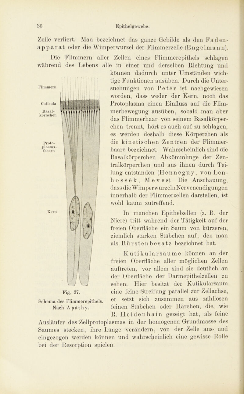 Flimmern Cuticula Basal- körnchen Proto- plasma- fasern Zelle verliert. Man bezeichnet das ganze Gebilde als den Faden- apparat oder die Wimperwurzel der Flimmerzelle (Engelmann). Die Flimmern aller Zellen eines Flimmerepithels schlagen während des Lebens alle in einer und derselben Richtung und können dadurch unter Umständen wich- tige Funktionen ausüben. Durch die Unter- suchungen von Peter ist nachgewiesen worden, dass weder der Kern, noch das Protoplasma einen Einfluss auf die Flim- merbewegung ausüben, sobald man aber das Flimmerhaar von seinem Basalkörper- chen trennt, hört es auch auf zu schlagen, es werden deshalb diese Körperchen als die kinetischen Zentren der Flimmer- haare bezeichnet. Wahrscheinlich sind die Basalkörperchen Abkömmlinge der Zen- tralkörperchen und aus ihnen durch Tei- lung entstanden (Henneguy, von Len- hossek, M e v e s). Die Anschauung, dass die Wimper wurzeln Nervenendigungen innerhalb der Flimmerzellen darstellen, ist wohl kaum zutreffend. Keru In manchen Epithelzellen (z. B. der Niere) tritt während der Tätigkeit auf der freien Oberfläche ein Saum von kürzeren, ziemlich starken Stäbchen auf, den man als Bürstenbesatz bezeichnet hat. Kutikular säume können an der freien Oberfläche aller möglichen Zellen auftreten, vor allem sind sie deutlich an der Oberfläche der Darmepithelzellen zu sehen. Hier besitzt der Kutikularsaum eine feine Streifung parallel zur Zellachse, er setzt sich zusammen aus zahllosen feinen Stäbchen oder Härchen, die, wie R. Pleidenhain gezeigt hat, als feine Ausläufer des Zellprotoplasmas in der homogenen Grundmasse des Saumes stecken, ihre Länge verändern, von der Zelle aus- und eingezogen werden können und wahrscheinlich eine gewisse Rolle bei der Resorption spielen. Schema des Flimmerepithels. Nach A patliy.