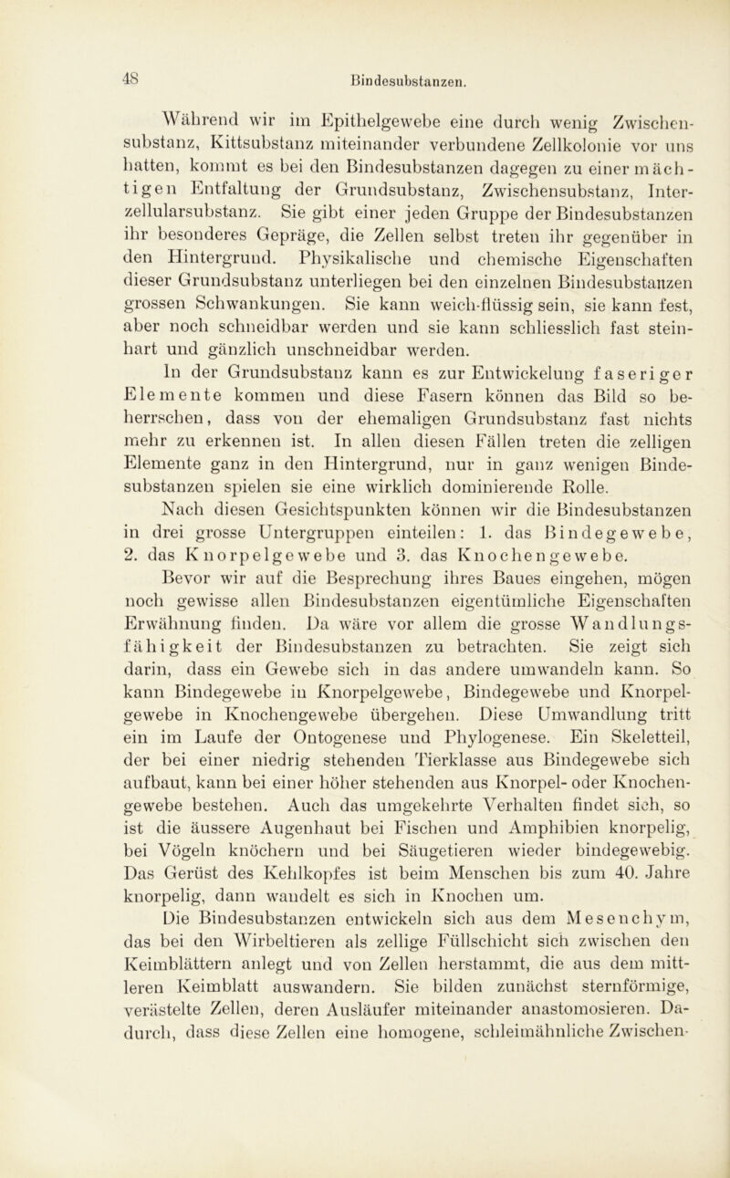 Während wir im Epithelgewebe eine durch wenig Zwischen- substanz, Kittsubstanz miteinander verbundene Zellkolonie vor uns hatten, kommt es bei den Bindesubstanzen dagegen zu einermäch- tigen Entfaltung der Grundsubstanz, Zwischensubstanz, Inter- zellularsubstanz. Sie gibt einer jeden Gruppe der Bindesubstanzen ihr besonderes Gepräge, die Zellen selbst treten ihr gegenüber in den Hintergrund. Physikalische und chemische Eigenschaften dieser Grundsubstanz unterliegen bei den einzelnen Bindesubstanzen grossen Schwankungen. Sie kann weich-flüssig sein, sie kann fest, aber noch schneidbar werden und sie kann schliesslich fast stein- hart und gänzlich unschneidbar werden. In der Grundsubstanz kann es zur Entwickelung faseriger Elemente kommen und diese Fasern können das Bild so be- herrschen , dass von der ehemaligen Grundsubstanz fast nichts mehr zu erkennen ist. In allen diesen Fällen treten die zelligen Elemente ganz in den Hintergrund, nur in ganz wenigen Binde- substanzen spielen sie eine wirklich dominierende Rolle. Nach diesen Gesichtspunkten können wir die Bindesubstanzen in drei grosse Untergruppen einteilen: 1. das Bindegewebe, 2. das K norpelge webe und 3. das Knochen ge webe. Bevor wir auf die Besprechung ihres Baues eingehen, mögen noch gewisse allen Bindesubstanzen eigentümliche Eigenschaften Erwähnung Anden. Da wäre vor allem die grosse Wandlungs- fähigkeit der Bindesubstanzen zu betrachten. Sie zeigt sich darin, dass ein Gewebe sich in das andere umwandeln kann. So kann Bindegewebe in Knorpelgewebe, Bindegewebe und Knorpel- gewebe in Knochengewebe übergehen. Diese Umwandlung tritt ein im Laufe der Ontogenese und Phylogenese. Ein Skeletteil, der bei einer niedrig stehenden Tierklasse aus Bindegewebe sich aufbaut, kann bei einer höher stehenden aus Knorpel- oder Knochen- gewebe bestehen. Auch das umgekehrte Verhalten findet sieh, so ist die äussere Augenhaut bei Fischen und Amphibien knorpelig, bei Vögeln knöchern und bei Säugetieren wieder bindegewebig. Das Gerüst des Kehlkopfes ist beim Menschen bis zum 40. Jahre knorpelig, dann wandelt es sich in Knochen um. Die Bindesubstanzen entwickeln sich aus dem Mesenchym, das bei den Wirbeltieren als zellige Füllschicht sich zwischen den Keimblättern anlegt und von Zellen herstammt, die aus dem mitt- leren Keimblatt auswandern. Sie bilden zunächst sternförmige, verästelte Zellen, deren Ausläufer miteinander anastomosieren. Da- durch, dass diese Zellen eine homogene, schleimähnliche Zwischen-