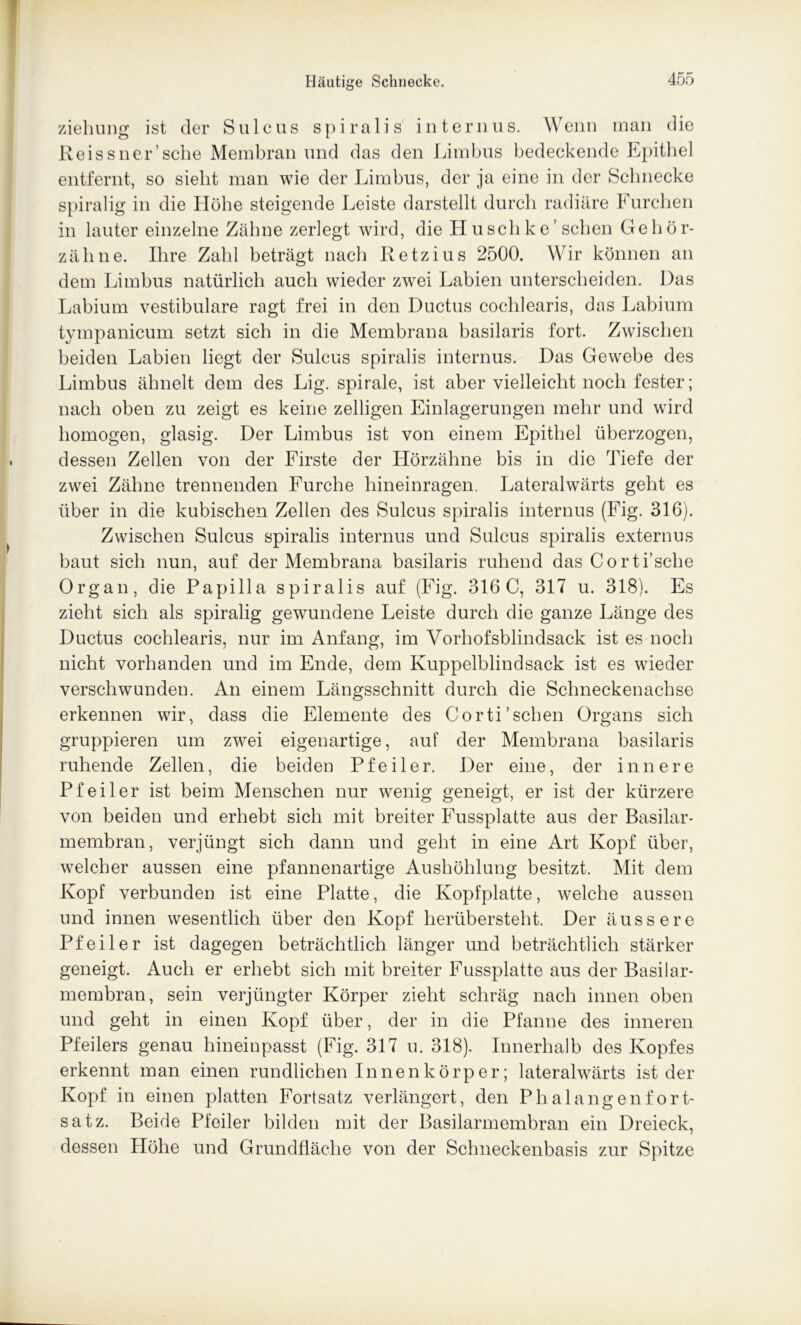 ziehung ist der Sulcus spiralis internus. Wenn man die Reissner’sehe Membran und das den Limbus bedeckende Epithel entfernt, so siebt man wie der Limbus, der ja eine in der Schnecke spiralig in die Höhe steigende Leiste darstellt durch radiäre Furchen in lauter einzelne Zähne zerlegt wird, die Huschke’ sehen Gehör- zähne. Ihre Zahl beträgt nach Retzius 2500. Wir können an dem Limbus natürlich auch wieder zwei Labien unterscheiden. Das Labium vestibuläre ragt frei in den Ductus coclilearis, das Labium tympanicum setzt sich in die Membrana basilaris fort. Zwischen beiden Labien liegt der Sulcus spiralis internus. Das Gewebe des Limbus ähnelt dem des Lig. spirale, ist aber vielleicht noch fester; nach oben zu zeigt es keine zelligen Einlagerungen mehr und wird homogen, glasig. Der Limbus ist von einem Epithel überzogen, dessen Zellen von der Firste der Hörzähne bis in die Tiefe der zwei Zähne trennenden Furche hineinragen. Lateralwärts geht es über in die kubischen Zellen des Sulcus spiralis internus (Fig. 316). Zwischen Sulcus spiralis internus und Sulcus spiralis externus baut sich nun, auf der Membrana basilaris ruhend das Corti’sche Organ, die Papilla spiralis auf (Fig. 316 C, 317 u. 318). Es zieht sich als spiralig gewundene Leiste durch die ganze Länge des Ductus cochlearis, nur im Anfang, im Vorhofsblindsack ist es noch nicht vorhanden und im Ende, dem Kuppelblind sack ist es wieder verschwunden. An einem Längsschnitt durch die Schneckenachse erkennen wir, dass die Elemente des Corti'sehen Organs sich gruppieren um zwei eigenartige, auf der Membrana basilaris ruhende Zellen, die beiden Pfeiler. Der eine, der innere Pfeiler ist beim Menschen nur wenig geneigt, er ist der kürzere von beiden und erhebt sich mit breiter Fussplatte aus der Basilar- membran, verjüngt sich dann und geht in eine Art Kopf über, welcher aussen eine pfannenartige Aushöhlung besitzt. Mit dem Kopf verbunden ist eine Platte, die Kopfplatte, welche aussen und innen wesentlich über den Kopf herübersteht. Der äussere Pfeiler ist dagegen beträchtlich länger und beträchtlich stärker geneigt. Auch er erhebt sich mit breiter Fussplatte aus der Basilar- membran, sein verjüngter Körper zieht schräg nach innen oben und geht in einen Kopf über, der in die Pfanne des inneren Pfeilers genau hineinpasst (Fig. 317 u. 318). Innerhalb des Kopfes erkennt man einen rundlichen Innenkörper; lateralwärts ist der Kopf in einen platten Fortsatz verlängert, den Phalangenfort- satz. Beide Pfeiler bilden mit der Basilarmembran ein Dreieck, dessen Höhe und Grundfläche von der Schneckenbasis zur Spitze