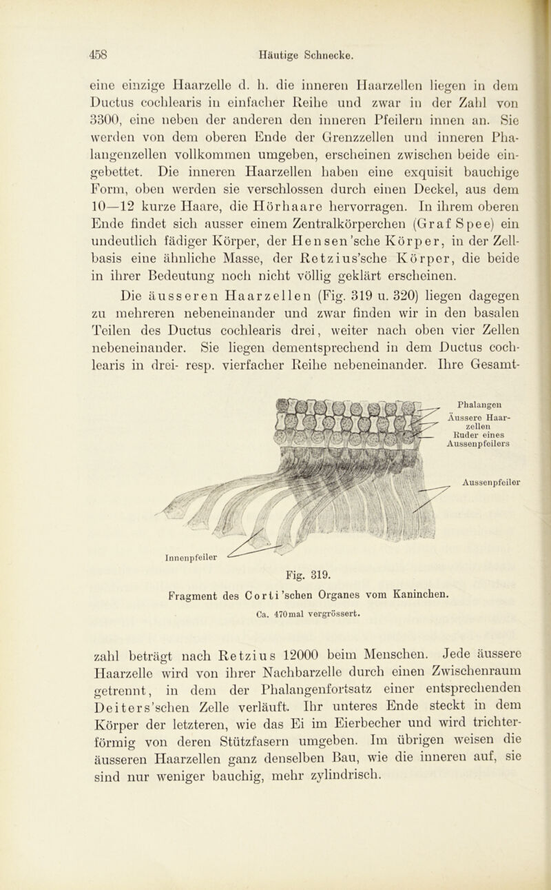 eine einzige Haarzelle d. h. die inneren Haarzellen liegen in dem Ductus cocblearis in einfacher Reihe und zwar in der Zahl von 3300, eine neben der anderen den inneren Pfeilern innen an. Sie werden von dem oberen Ende der Grenzzellen und inneren Pha- langenzellen vollkommen umgeben, erscheinen zwischen beide ein- gebettet. Die inneren Haarzellen haben eine exquisit bauchige Form, oben werden sie verschlossen durch einen Deckel, aus dem 10—12 kurze Haare, die Hör haare hervorragen. In ihrem oberen Ende findet sich ausser einem Zentralkörperchen (GrafSpee) ein undeutlich fähiger Körper, der Hensen’sclie Körper, in der Zell- basis eine ähnliche Masse, der Retzius’sclie Körper, die beide in ihrer Bedeutung noch nicht völlig geklärt erscheinen. Die äusseren Haarzellen (Fig. 319 u. 320) liegen dagegen zu mehreren nebeneinander und zwar finden wir in den basalen Teilen des Ductus cochlearis drei, weiter nach oben vier Zellen nebeneinander. Sie liegen dementsprechend in dem Ductus coch- learis in drei- resp. vierfacher Reihe nebeneinander. Ihre Gesamt- Phalangen Äussere Haar- zellen Kuder eines Aussenpfeilers Aussenpfeiler / Innenpfeiler Fig. 319. Fragment des Corti’schen Organes vom Kaninchen. Ca. 470mal vergrössert. zahl beträgt nach Retzius 12000 beim Menschen. Jede äussere Haarzelle wird von ihrer Nachbarzelle durch einen Zwischenraum getrennt, in dem der Phalangenfortsatz einer entsprechenden Deiters’schen Zelle verläuft. Ihr unteres Ende steckt in dem Körper der letzteren, wie das Ei im Eierbecher und wird trichter- förmig von deren Stützfasern umgeben. Im übrigen weisen die äusseren Haarzellen ganz denselben Bau, wie die inneren auf, sie sind nur weniger bauchig, mehr zylindrisch.