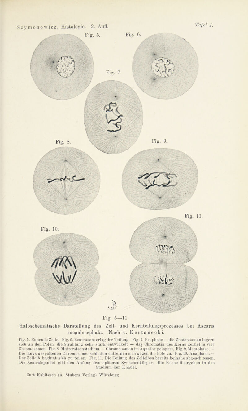 Fig. 5—11. Halbschematisclie Darstellung des Zell- und Kernteilungsprozesses bei Ascaris megalocephala. Nach v. Ivostanecki. Fig. 5. Ruhende Zelle. Fig. 6. Zentrosom erlag der Teilung. Fig. 7. Prophase — die Zentrosomen lagern sich an den Polen, die Strahlung sehr stark entwickelt — das Chromatin des Kerns zerfiel in vier Chromosomen. Fig. 8. Muttersternstadium. — Chromosomen im Äquator gelagert. Fig. 9. Metaphase. — Die längs gespaltenen Chromosomenschleifen entfernen sich gegen die Pole zu. Fig. 10. Anaphase. — Der Zelleib beginnt sich zu teilen. Fig. 11. Die Teilung des Zelleibes bereits beinahe abgeschlossen. Die Zentralspindel gibt den Anfang dem späteren Zwischenkörper. Die Kerne übergehen in das Stadium der Knäuel.