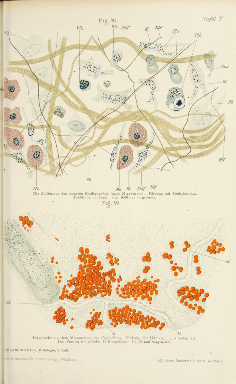 Fi6. 48. Kz Mz in EÜF Die Zellformen des lockeren Bindegewebes (nach Maxim ow). Färbung mit Methylenblau. (Erklärung im Text.) Ca. 1000 mal vergrössert. IFig. 49 Elf Tafel V. Tlb V •* * ** V'VV\ Fettgewebe aus dem Mesenterium des Kaninchensi Färbung mit Hämalaun und Sudan TT1. Das Fett ist rot gefärbt, bl Blutgefässe. Ca. 50mal vergrössert. Szymonowicz, Histologie, 2. Aufl. Kurt Kalte* (A. Stube*, Verlag) Würzta* Kgl. baivers-Druckerei v. H.Stürcz, WürzburS.