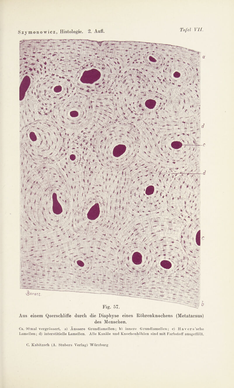 Szymonowicz, Histologie. 2. Aufi. Tafel 1 11 Fig. 57. Aus einem Querschliffe durch die Diaphyse eines Röhrenknochens (Metatarsus) des Menschen. Ca. 90mal vergrüssert. a) Äussere Grundlamellen; b) innere Grundlamellen; c) Havers’sclie Lamellen; d) interstitielle Lamellen. Alle Kanäle und Knoclienhötilen sind mit Farbstoff ausgefüllt.