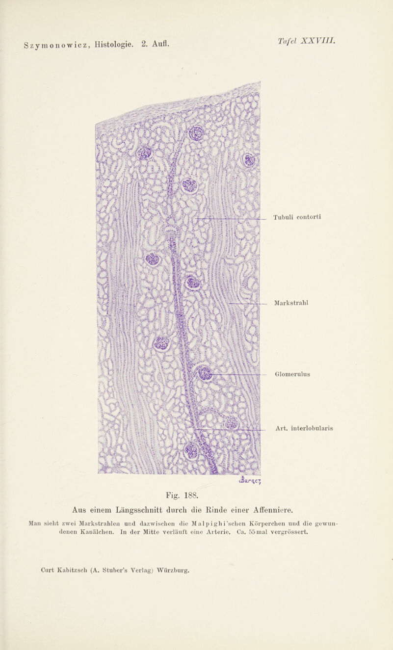 > - - - - ' 7?» : v . tt'zfr-.i UA •••; jk HMdf/i H x, Tubuli contorti Markstrabi Glomerulus Art. interlobularis Fig. 188. Aus einem Längsschnitt durch die Rinde einer Affenniere. Man sieht zwei Markstrahlen und dazwischen die Malpighi’sclien Körperchen und die gewun- denen Kanälchen. In der Mitte verläuft eine Arterie. Ca. 55mal vergrössert.