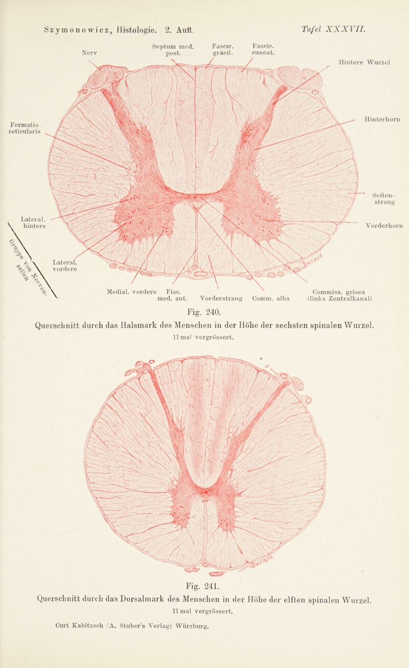 Nerv Septum med. Fascic. Fascic. post. gracil. cuneat. Lateral. hintere Lateral. vordere Medial, vordere Fiss. med. ant. Vorderstrang Comm. alba Formatio reticularis Hintere Wurzel / Hinterhorn Commiss. grisea (links Zentralkanal) r Seiten- strang Vorderhorn Fig. 240. Querschnitt durch das Halsmark des Menschen in der Höhe der sechsten spinalen Wurzel. 11 mal vergrossert. , * >• Fig. 241. Querschnitt durch das Dorsalmark des Menschen in der Höhe der elften spinalen Wurzel. 11 mal vergrossert.