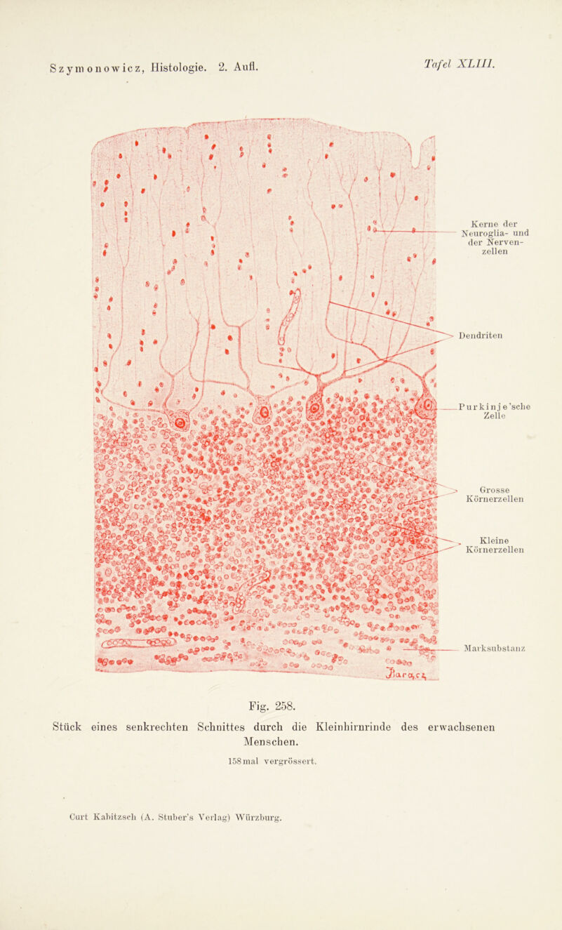 rr t 1 *; » r .9 * t i v i » 0. # I » s « ■» -s> 1/. V V v * ! U ♦ **- « V • ■i 9 « \ r 4 • ■ 1 y ■ *> V» % • *• t i \ i i £0^°W ••£•04* Ö '•** f ä^tea,' _ . Ä v, afl«** 3 *0» ' 30&j£, «jö »c© *?Ö* 3 ,:’ü» --v'jJ Kerne der Neuroglia- und der Nerven- zellen Dendriten Purkinj e’sche Zelle Grosse Körnerzellen Kleine Kölnerzellen Marksubstanz u.ra,cj, Fig. 258. Stück eines senkrechten Schnittes durch die Kleinhirnrinde des erwachsenen Menschen. 158 mal vergrössert.