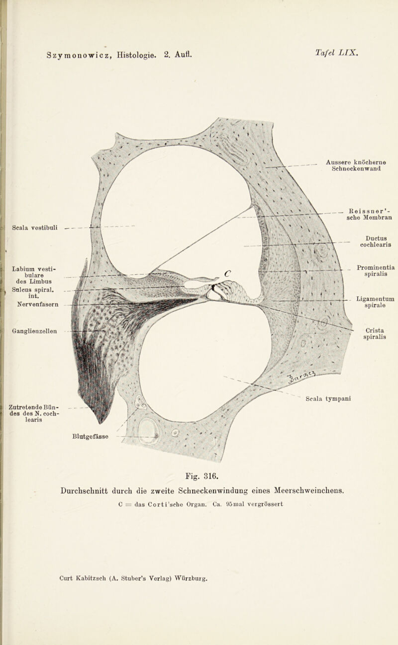 Szymonowicz, Histologie Scala vestibuli Labium vesti- buläre des Limbus Sulcus spiral, int. Nervenfasern Ganglienzellen Zutretende Bun- des des N. coch- learis Blutgefässe Äussere knöcherne Schneckenwand Ligamentum spirale Crista spiralis Scala tympani Reissner’- sche Membran Ductus cochlearis _ Prominentia spiralis Fig. 316. Durchschnitt durch die zweite Schneckenwindung eines Meerschweinchens. C = das Corti'sehe Organ. Ca. 95mal vergrössert