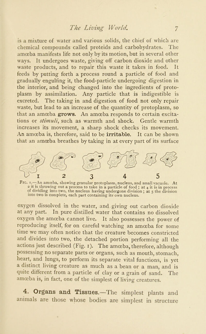 is a mixture of water and various solids, the chief of which are chemical compounds called proteids and carbohydrates. The amoeba manifests life not only by its motion, but in several other ways. It undergoes waste, giving off carbon dioxide and other waste products, and to repair this waste it takes in food. It feeds by putting forth a process round a particle of food and gradually engulfing it, the food-particle undergoing digestion in the interior, and being changed into the ingredients of proto- plasm by assimilation. Any particle that is indigestible is excreted. The taking in and digestion of food not only repair waste, but lead to an increase of the quantity of protoplasm, so that an amoeba grows. An amoeba responds to certain excita- tions or stimuli, such as warmth and shock. Gentle warmth increases its movement, a sharp shock checks its movement. An amoeba is, therefore, said to be irritable. It can be shown that an amoeba breathes by taking in at every part of its surface FIG• An amoeba, showing granular protoplasm, nucleus, and small vacuole. At 2 ^ throwing out a process to take in a particle of food ; at 4 it is in process of dividing into two, the nucleus having undergone division ; at 5 the division into two is complete, each part containing its own nucleus. oxygen dissolved in the water, and giving out carbon dioxide at any part. In pure distilled water that contains no dissolved oxygen the amoeba cannot live. It also possesses the power of reproducing itself, for on careful watching an amoeba for some time we may often notice that the creature becomes constricted and divides into two, the detached portion performing all the actions just described (Fig. i). The amoeba, therefore, although possessing no separate parts or organs, such as mouth, stomach, heart, and lungs, to perform its separate vital functions, is yet a distinct living creature as much as a bean or a man, and is quite different from a particle of clay or a grain of sand. The amoeba is, in fact, one of the simplest of living creatures. 4. Organs and Tissues.—The simplest plants and animals are those whose bodies are simplest in structure