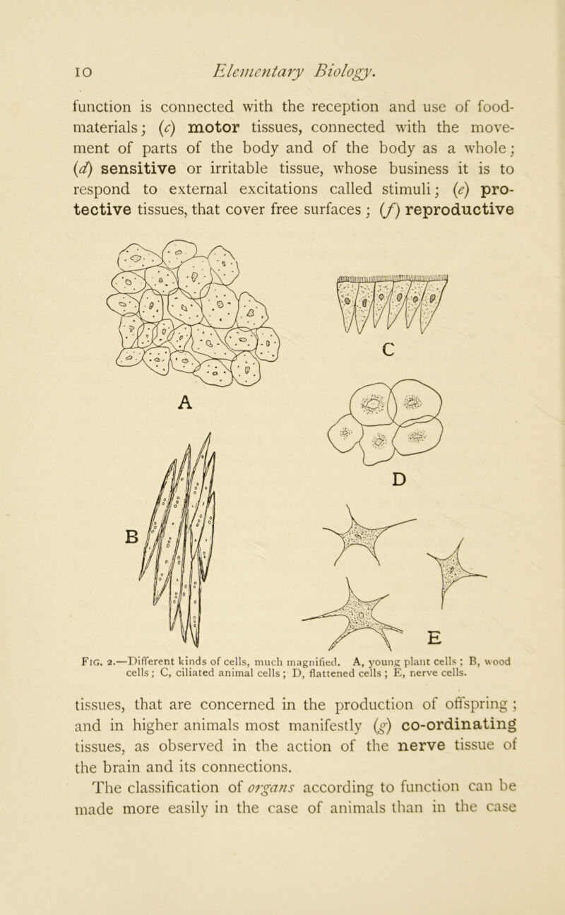 function is connected with the reception and use of food- materials; (c) motor tissues, connected with the move- ment of parts of the body and of the body as a whole; (.d) sensitive or irritable tissue, whose business it is to respond to external excitations called stimuli; (e) pro- tective tissues, that cover free surfaces ; (/) reproductive Fig. 2.—Different kinds of cells, much magnified. A, young plant cells ; B, wood cells ; C, ciliated animal cells ; D, flattened cells ; E, nerve cells. tissues, that are concerned in the production of offspring ; and in higher animals most manifestly (g) co-ordinating tissues, as observed in the action of the nerve tissue of the brain and its connections. The classification of organs according to function can be made more easily in the case of animals than in the case