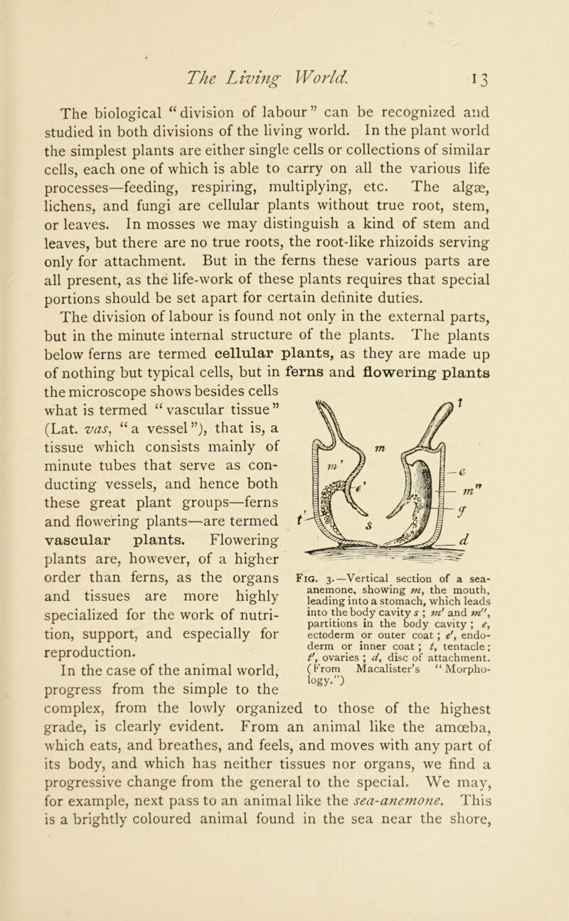 The biological “ division of labour ” can be recognized and studied in both divisions of the living world. In the plant world the simplest plants are either single cells or collections of similar cells, each one of which is able to carry on all the various life processes—feeding, respiring, multiplying, etc. The algae, lichens, and fungi are cellular plants without true root, stem, or leaves. In mosses we may distinguish a kind of stem and leaves, but there are no true roots, the root-like rhizoids serving only for attachment. But in the ferns these various parts are all present, as the life-work of these plants requires that special portions should be set apart for certain definite duties. The division of labour is found not only in the external parts, but in the minute internal structure of the plants. The plants below ferns are termed cellular plants, as they are made up of nothing but typical cells, but in ferns and flowering plants the microscope shows besides cells what is termed “ vascular tissue ” (Lat. vas, “ a vessel that is, a tissue which consists mainly of minute tubes that serve as con- ducting vessels, and hence both these great plant groups—ferns and flowering plants—are termed vascular plants. Flowering plants are, however, of a higher order than ferns, as the organs and tissues are more highly specialized for the work of nutri- tion, support, and especially for reproduction. In the case of the animal world, progress from the simple to the complex, from the lowly organized to those of the highest grade, is clearly evident. From an animal like the amoeba, which eats, and breathes, and feels, and moves with any part of its body, and which has neither tissues nor organs, we find a progressive change from the general to the special. We may, for example, next pass to an animal like the sea-anemone. This is a brightly coloured animal found in the sea near the shore, Fig. 3.—Vertical section of a sea- anemone, showing m, the mouth, leading into a stomach, which leads into the body cavity s ; in' and m, partitions in the body cavity ; e, ectoderm or outer coat ; e\ endo- derm or inner coat ; t, tentacle; t', ovaries ; d, disc of attachment. (Prom Macalister’s “Morpho- logy.”)