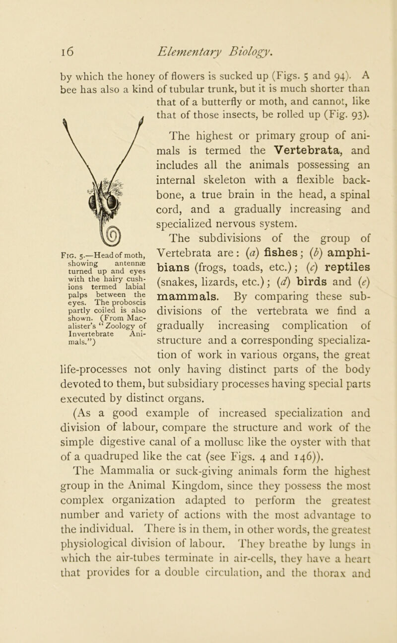 by which the honey of flowers is sucked up (Figs. 5 and 94). A bee has also a kind of tubular trunk, but it is much shorter than that of a butterfly or moth, and cannot, like that of those insects, be rolled up (Fig. 93). The highest or primary group of ani- mals is termed the Vertebrata, and includes all the animals possessing an internal skeleton with a flexible back- bone, a true brain in the head, a spinal cord, and a gradually increasing and specialized nervous system. The subdivisions of the group of Fig. 5-Head of moth, Vertebrata are: (a) fishes; (b) amphi- turned^up and^ bians (frogs, toads, etc.); (c) reptiles tons labial (snakes> lizards, etc.); (d) birds and (e) paips between the mammals. By comparing these sub- eyes, ihe proboscis ... J ° partly coiled is also divisions of the vertebrata we find a shown. (From Mac- . . ... aiister’s “ Zoology of gradually increasing complication of Invertebrate Ani- . ... ... mais.”) structure and a corresponding specializa- tion of work in various organs, the great life-processes not only having distinct parts of the body devoted to them, but subsidiary processes having special parts executed by distinct organs. (As a good example of increased specialization and division of labour, compare the structure and work of the simple digestive canal of a mollusc like the oyster with that of a quadruped like the cat (see Figs. 4 and 146)). The Mammalia or suck-giving animals form the highest group in the Animal Kingdom, since they possess the most complex organization adapted to perform the greatest number and variety of actions with the most advantage to the individual. There is in them, in other words, the greatest physiological division of labour. They breathe by lungs in which the air-tubes terminate in air-cells, they have a heart that provides for a double circulation, and the thorax and