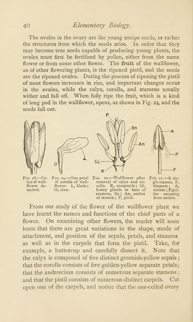 The ovules in the ovary are the young unripe seeds, or rather the structures from which the seeds arise. In order that they may become true seeds capable of producing young plants, the ovules must first be fertilized by pollen, either from the same flower or from some other flower. The fruit of the wallflower, as of other flowering plants, is the ripened pistil, and the seeds are the ripened ovules. During the process of ripening the pistil of most flowers increases in size, and important changes occur in the ovules, while the calyx, corolla, and stamens usually wither and fall off. When fully ripe the fruit, which is a kind of long pod in the wallflower, opens, as shown in Fig. 24, and the seeds fall out. Fig. 18.—Ca- lyx of wall- flower de- tached. Fig. 19.—One petal of corolla of wall- flower. L, blade; O, claw. Fig. 20.—Wallflower after removal of calyx and co- rolla. R, receptacle; Gl, honey glands at base of stamens, Sn ; An, anther of stamen ; P, pistil. Fig. 21.—A sin- gle stamen. F, filament; A, anther; P,pol- len escaping from anther. From our study of the flower of the wallflower plant we have learnt the names and functions of the chief parts of a flower. On examining other flowers, the reader will soon learn that there are great variations in the shape, mode of attachment, and position of the sepals, petals, and stamens as well as in the carpels that form the pistil. Take, for example, a buttercup and carefully dissect it. Note that the calyx is composed of five distinct greenish-yellow sepals; that the corolla consists of five golden-yellow separate petals; that the androecium consists of numerous separate stamens; and that the pistil consists of numerous distinct carpels. Cut open one of the carpels, and notice that the one-celled ovary
