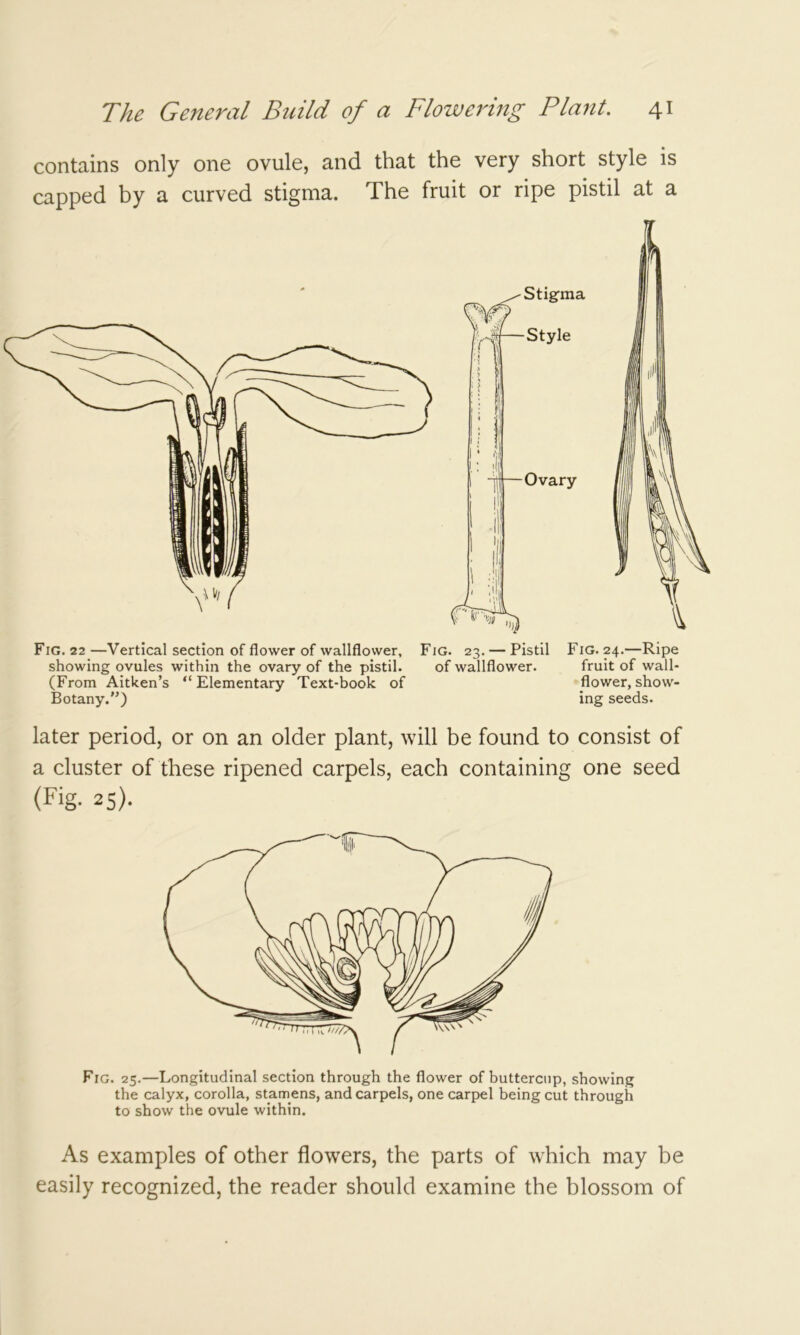 contains only one ovule, and that the very short style is capped by a curved stigma. The fruit or ripe pistil at a Fig. 22 —Vertical section of flower of wallflower. Fig. 23. — Pistil showing ovules within the ovary of the pistil. of wallflower. (From Aitken’s “ Elementary Text-book of Botany.) Fig. 24.—Ripe fruit of wall- flower, show- ing seeds. later period, or on an older plant, will be found to consist of a cluster of these ripened carpels, each containing one seed (Fig. 25). Fig. 25.—Longitudinal section through the flower of buttercup, showing the calyx, corolla, stamens, and carpels, one carpel being cut through to show the ovule within. As examples of other flowers, the parts of which may be easily recognized, the reader should examine the blossom of