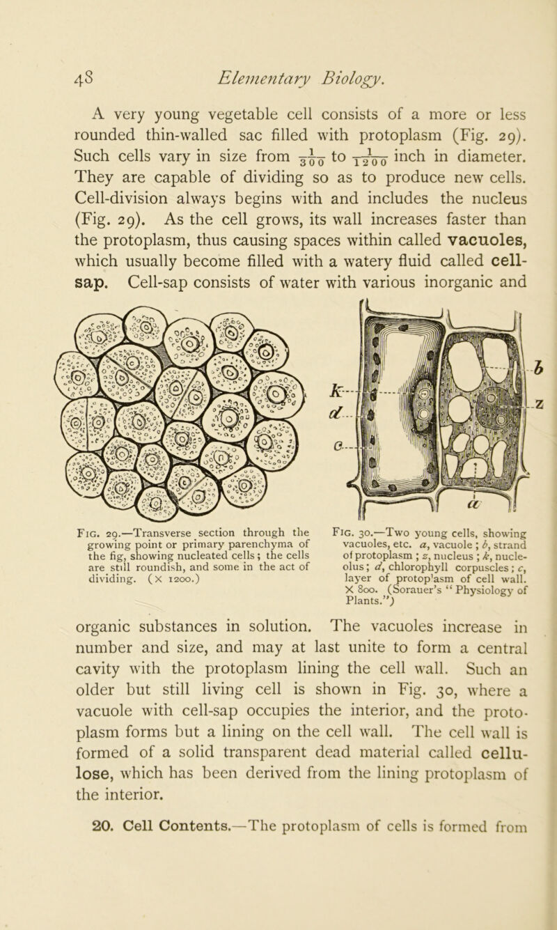 A very young vegetable cell consists of a more or less rounded thin-walled sac filled with protoplasm (Fig. 29). Such cells vary in size from to xioo in diameter. They are capable of dividing so as to produce new cells. Cell-division always begins with and includes the nucleus (Fig. 29). As the cell grows, its wall increases faster than the protoplasm, thus causing spaces within called vacuoles, which usually become filled with a watery fluid called cell- sap. Cell-sap consists of water Fig. 29.—Transverse section through the growing point or primary parenchyma of the fig, showing nucleated cells; the cells are still roundish, and some in the act of dividing. (X 1200.) with various inorganic and Fig. 30.—Two young cells, showing vacuoles, etc. a, vacuole ; b, strand of protoplasm ; s, nucleus ; k, nucle- olus ; d, chlorophyll corpuscles; c, layer of protop'asm of cell wall. X 800. (Sorauer’s “ Physiology of Plants.”; organic substances in solution. The vacuoles increase in number and size, and may at last unite to form a central cavity with the protoplasm lining the cell wall. Such an older but still living cell is shown in Fig. 30, where a vacuole with cell-sap occupies the interior, and the proto- plasm forms but a lining on the cell wall. The cell wall is formed of a solid transparent dead material called cellu- lose, which has been derived from the lining protoplasm of the interior. 20. Cell Contents.—The protoplasm of cells is formed from