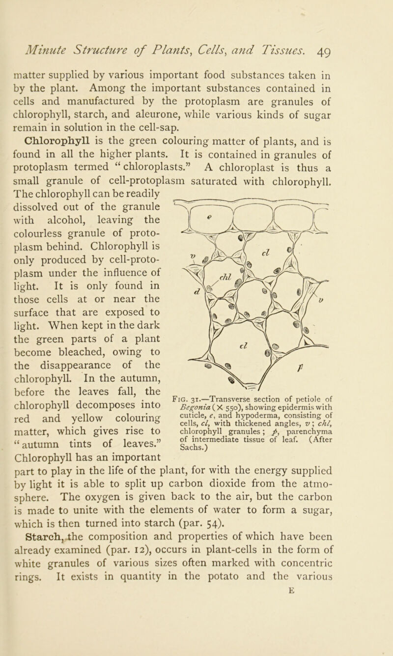 matter supplied by various important food substances taken in by the plant. Among the important substances contained in cells and manufactured by the protoplasm are granules of chlorophyll, starch, and aleurone, while various kinds of sugar remain in solution in the cell-sap. Chlorophyll is the green colouring matter of plants, and is found in all the higher plants. It is contained in granules of protoplasm termed “ chloroplasts.” A chloroplast is thus a small granule of cell-protoplasm saturated with chlorophyll. The chlorophyll can be readily dissolved out of the granule with alcohol, leaving the colourless granule of proto- plasm behind. Chlorophyll is only produced by cell-proto- plasm under the influence of light. It is only found in those cells at or near the surface that are exposed to light. When kept in the dark the green parts of a plant become bleached, owing to the disappearance of the chlorophyll. In the autumn, before the leaves fall, the chlorophyll decomposes into red and yellow colouring matter, which gives rise to “ autumn tints of leaves.” Chlorophyll has an important part to play in the life of the plant, for with the energy supplied by light it is able to split up carbon dioxide from the atmo- sphere. The oxygen is given back to the air, but the carbon is made to unite with the elements of water to form a sugar, which is then turned into starch (par. 54). Starch, The composition and properties of which have been already examined (par. 12), occurs in plant-cells in the form of white granules of various sizes often marked with concentric rings. It exists in quantity in the potato and the various E Fig. 31.—Transverse section of petiole of Begonia ( X 550), showing epidermis with cuticle, e, and hypoderma, consisting of cells, cl, with thickened angles, v; chi, chlorophyll . granules ; p, parenchyma of intermediate tissue of leaf. (After Sachs.)