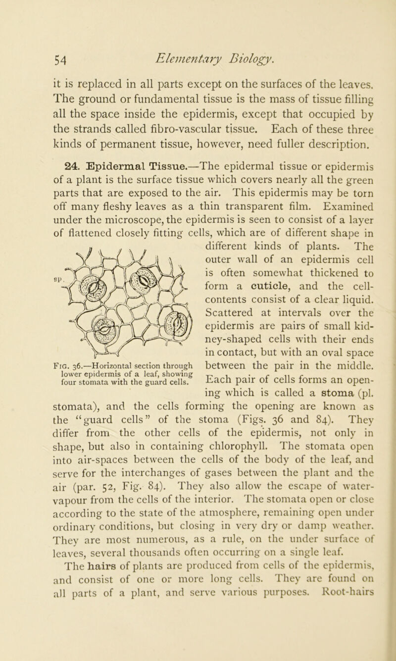 it is replaced in all parts except on the surfaces of the leaves. The ground or fundamental tissue is the mass of tissue filling all the space inside the epidermis, except that occupied by the strands called fibro-vascular tissue. Each of these three kinds of permanent tissue, however, need fuller description. 24. Epidermal Tissue.—The epidermal tissue or epidermis of a plant is the surface tissue which covers nearly all the green parts that are exposed to the air. This epidermis may be torn off many fleshy leaves as a thin transparent film. Examined under the microscope, the epidermis is seen to consist of a layer of flattened closely fitting cells, which are of different shape in different kinds of plants. The outer wall of an epidermis cell is often somewhat thickened to form a cuticle, and the cell- contents consist of a clear liquid. Scattered at intervals over the epidermis are pairs of small kid- ney-shaped cells with their ends in contact, but with an oval space between the pair in the middle. Each pair of cells forms an open- ing which is called a stoma (pi. stomata), and the cells forming the opening are known as the “guard cells” of the stoma (Figs. 36 and 84). They differ from the other cells of the epidermis, not only in shape, but also in containing chlorophyll. The stomata open into air-spaces between the cells of the body of the leaf, and serve for the interchanges of gases between the plant and the air (par. 52, Fig. 84). They also allow the escape of water- vapour from the cells of the interior. The stomata open or close according to the state of the atmosphere, remaining open under ordinary conditions, but closing in very dry or damp weather. They are most numerous, as a rule, on the under surface of leaves, several thousands often occurring on a single leaf. The hairs of plants are produced from cells of the epidermis, and consist of one or more long cells. They are found on all parts of a plant, and serve various purposes. Root-hairs Fig. 36.—Horizontal section through lower epidermis of a leaf, showing four stomata with the guard cells.