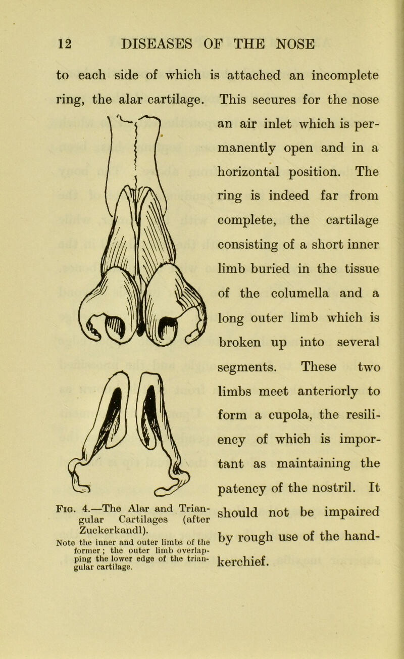 to each side of which is attached an incomplete ring, the alar cartilage. Fig. 4.—The Alar and Trian- gular Cartilages (after Zuckerkandl). Note the inner and outer limbs of the former; the outer limb overlap- ping the lower edge of the trian- gular cartilage. This secures for the nose an air inlet which is per- manently open and in a horizontal position. The ring is indeed far from complete, the cartilage consisting of a short inner limb buried in the tissue of the columella and a long outer limb which is broken up into several segments. These two limbs meet anteriorly to form a cupola, the resili- ency of which is impor- tant as maintaining the patency of the nostril. It should not be impaired by rough use of the hand- kerchief.
