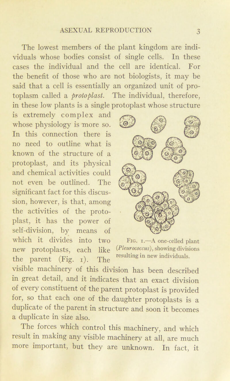 J The lowest members of the plant kingdom are indi- viduals whose bodies consist of single cells. In these cases the individual and the cell are identical. For the benefit of those who are not biologists, it may be said that a cell is essentially an organized unit of pro- toplasm called a protoplast. The individual, therefore, in these low plants is a single protoplast whose structure is extremely complex and whose physiology is more so. In this connection there is no need to outline what is known of the structure of a protoplast, and its physical and chemical activities could not even be outlined. The significant fact for this discus- sion, however, is that, among the activities of the proto- plast, it has the power of self-division, by means of which it divides into two Fig. i—A one-ceUed plant new protoplasts, each like (pieurococcus), showing divisions the parent (Fig. i). The resulting^111 “w individuals. visible machinery of this division has been described in great detail, and it indicates that an exact division of every constituent of the parent protoplast is provided for, so that each one of the daughter protoplasts is a duplicate of the parent in structure and soon it becomes a duplicate in size also. I he forces which control this machinery, and which result in making any visible machinery at all, are much more important, but they are unknown. In fact, it