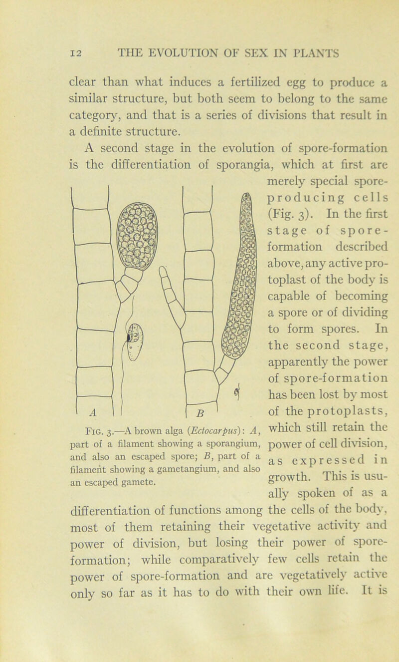 clear than what induces a fertilized egg to produce a similar structure, but both seem to belong to the same category, and that is a series of divisions that result in a definite structure. A second stage in the evolution of spore-formation is the differentiation of sporangia, which at first are merely special spore- producing cells (Fig. 3). In the first stage of spore- formation described above, any active pro- toplast of the body is capable of becoming a spore or of dividing to form spores. In the second stage, apparently the power of spore-formation has been lost by most of the protoplasts, Fig. 3.—A brown alga (Eclocarpus): A, which Still retain the part of a filament showing a sporangium, power of cell division, and also an escaped spore; B, part of a ag expressed ill filament showing a gametangium, and also , . . an escaped gamete. growth. This IS usu- ally spoken of as a differentiation of functions among the cells of the body, most of them retaining their vegetative activity and power of division, but losing their power of spore- formation; while comparatively few cells retain the power of spore-formation and are vegetativelv active only so far as it has to do with their own life. It is