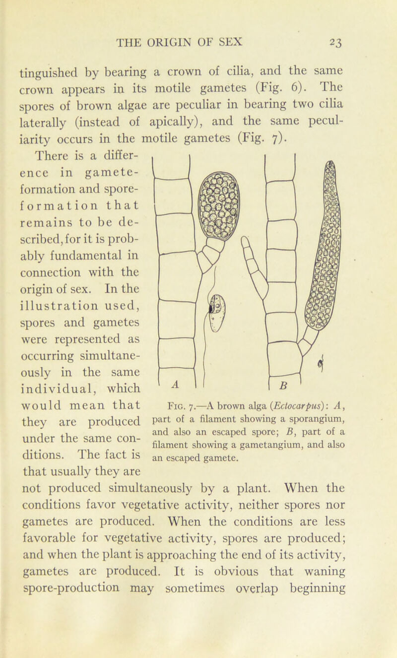 tinguished by bearing a crown of cilia, and the same crown appears in its motile gametes (Fig. 6). The spores of brown algae are peculiar in bearing two cilia laterally (instead of apically), and the same pecul- iarity occurs in the motile gametes (Fig. 7). There is a differ- ence in gamete- formation and spore- formation that remains to be de- scribed, for it is prob- ably fundamental in connection with the origin of sex. In the illustration used, spores and gametes were represented as occurring simultane- ously in the same individual, which would mean that they are produced under the same con- ditions. The fact is that usually they are not produced simultaneously by a plant. When the conditions favor vegetative activity, neither spores nor gametes are produced. When the conditions are less favorable for vegetative activity, spores are produced; and when the plant is approaching the end of its activity, gametes are produced. It is obvious that waning spore-production may sometimes overlap beginning Fig. 7.—A brown alga (Ectocarpus): A, part of a filament showing a sporangium, and also an escaped spore; B, part of a filament showing a gametangium, and also an escaped gamete.