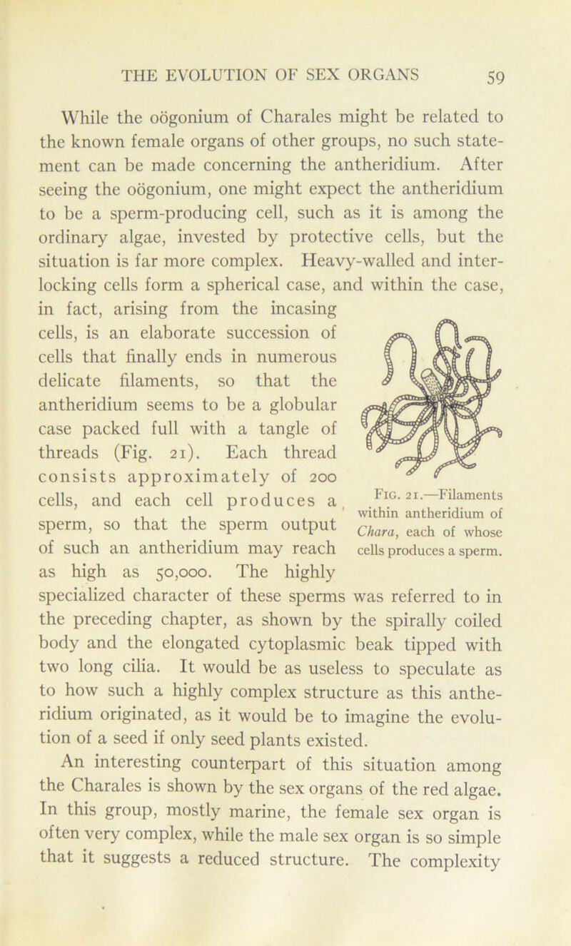 While the oogonium of Charales might be related to the known female organs of other groups, no such state- ment can be made concerning the antheridium. After seeing the oogonium, one might expect the antheridium to be a sperm-producing cell, such as it is among the ordinary algae, invested by protective cells, but the situation is far more complex. Heavy-walled and inter- locking cells form a spherical case, and within the case, in fact, arising from the incasing cells, is an elaborate succession of cells that finally ends in numerous delicate filaments, so that the antheridium seems to be a globular case packed full with a tangle of threads (Fig. 21). Each thread consists approximately of 200 cells, and each cell produces a sperm, so that the sperm output cw> each of whose of such an antheridium may reach cells produces a sperm, as high as 50,000. The highly specialized character of these sperms was referred to in the preceding chapter, as shown by the spirally coiled body and the elongated cytoplasmic beak tipped with two long cilia. It would be as useless to speculate as to how such a highly complex structure as this anthe- ridium originated, as it would be to imagine the evolu- tion of a seed if only seed plants existed. An interesting counterpart of this situation among the Charales is shown by the sex organs of the red algae. In this group, mostly marine, the female sex organ is often very complex, while the male sex organ is so simple that it suggests a reduced structure. The complexity