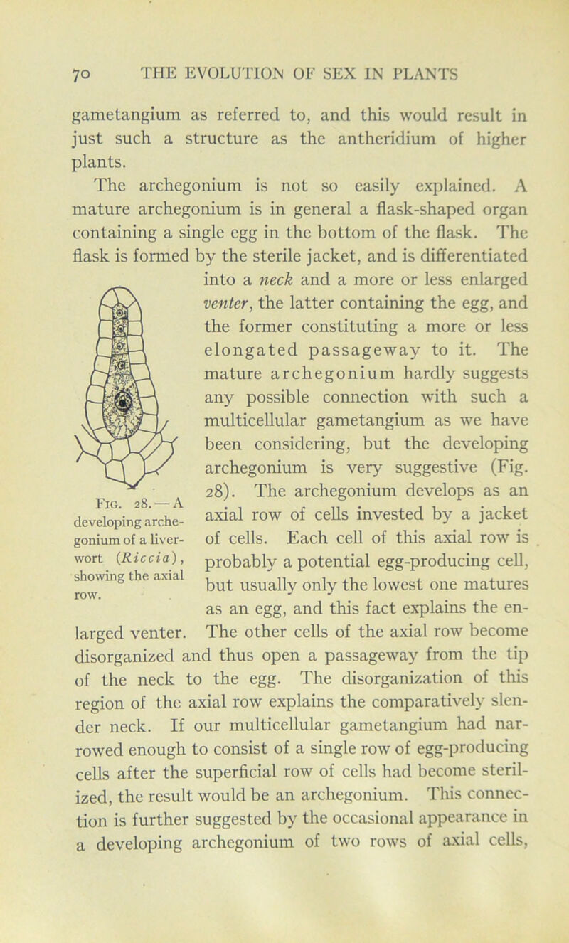 gametangium as referred to, and this would result in just such a structure as the antheridium of higher plants. The archegonium is not so easily explained. A mature archegonium is in general a flask-shaped organ containing a single egg in the bottom of the flask. The flask is formed by the sterile jacket, and is differentiated into a neck and a more or less enlarged venter, the latter containing the egg, and the former constituting a more or less elongated passageway to it. The mature archegonium hardly suggests any possible connection with such a multicellular gametangium as we have been considering, but the developing archegonium is very suggestive (Fig. 28). The archegonium develops as an axial row of cells invested by a jacket of cells. Each cell of this axial row is probably a potential egg-producing cell, but usually only the lowest one matures as an egg, and this fact explains the en- The other cells of the axial row become disorganized and thus open a passageway from the tip of the neck to the egg. The disorganization of this region of the axial row explains the comparatively slen- der neck. If our multicellular gametangium had nar- rowed enough to consist of a single row of egg-producing cells after the superficial row of cells had become steril- ized, the result would be an archegonium. This connec- tion is further suggested by the occasional appearance in a developing archegonium of two rows of axial cells, Fig. 28. — A developing arche- gonium of a liver- wort (Riccia), showing the axial row. larged venter.