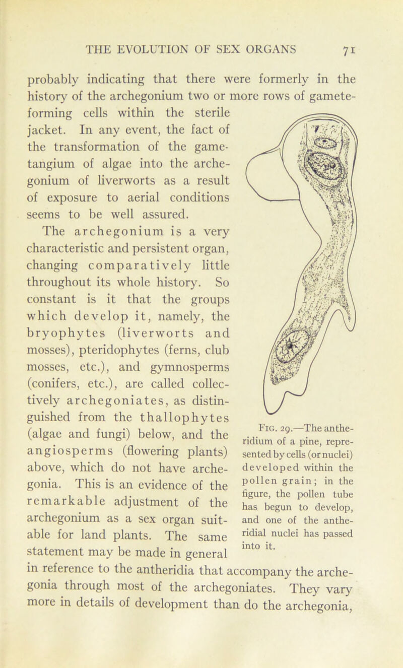 probably indicating that there were formerly in the history of the archegonium two or more rows of gamete- forming cells within the sterile jacket. In any event, the fact of the transformation of the game- tangium of algae into the arche- gonium of liverworts as a result of exposure to aerial conditions seems to be well assured. The archegonium is a very characteristic and persistent organ, changing comparatively little throughout its whole history. So constant is it that the groups which develop it, namely, the bryophytes (liverworts and mosses), pteridophytes (ferns, club mosses, etc.), and gymnosperms (conifers, etc.), are called collec- tively archegoniates, as distin- guished from the thallophytes (algae and fungi) below, and the angiosperms (flowering plants) above, which do not have arche- gonia. This is an evidence of the remarkable adjustment of the archegonium as a sex organ suit- able for land plants. The same statement may be made in general in reference to the antheridia that accompany the arche- gonia through most of the archegoniates. They vary more in details of development than do the archegonia, Fig. 29.—The anthe- ridium of a pine, repre- sented by cells (or nuclei) developed within the pollen grain; in the figure, the pollen tube has begun to develop, and one of the anthe- ridial nuclei has passed into it.