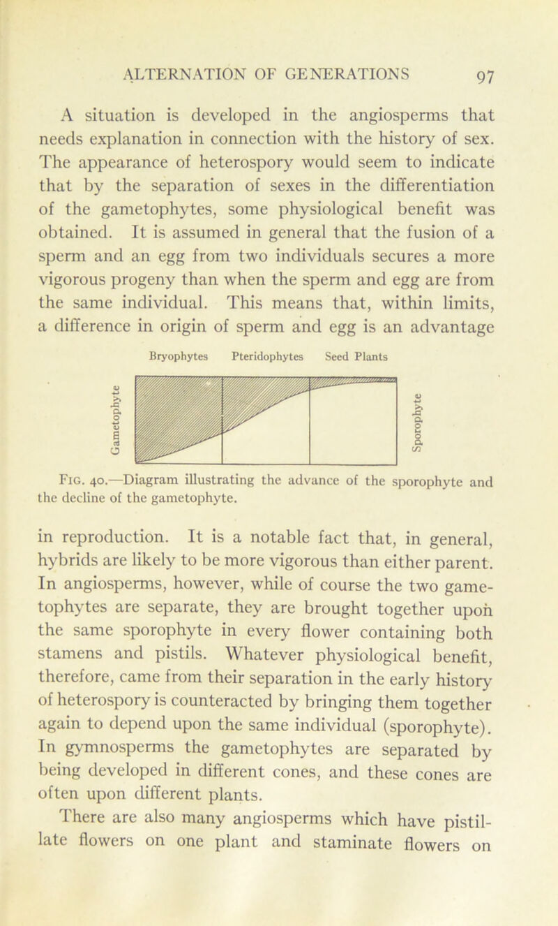 A situation is developed in the angiosperms that needs explanation in connection with the history of sex. The appearance of heterospory would seem to indicate that by the separation of sexes in the differentiation of the gametophytes, some physiological benefit was obtained. It is assumed in general that the fusion of a sperm and an egg from two individuals secures a more vigorous progeny than when the sperm and egg are from the same individual. This means that, within limits, a difference in origin of sperm and egg is an advantage Bryophytes Pteridophytes Seed Plants Fig. 40.—Diagram illustrating the advance of the sporophyte and the decline of the gametophyte. in reproduction. It is a notable fact that, in general, hybrids are likely to be more vigorous than either parent. In angiosperms, however, while of course the two game- tophytes are separate, they are brought together upon the same sporophyte in every flower containing both stamens and pistils. Whatever physiological benefit, therefore, came from their separation in the early history of heterospory is counteracted by bringing them together again to depend upon the same individual (sporophyte). In gymnosperms the gametophytes are separated by being developed in different cones, and these cones are often upon different plants. There are also many angiosperms which have pistil- late flowers on one plant and staminate flowers on