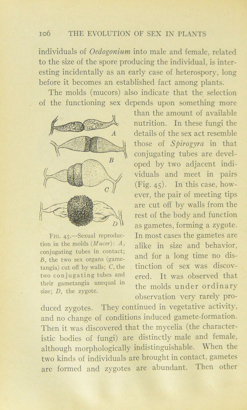 individuals of Oedogonium into male and female, related to the size of the spore producing the individual, is inter- esting incidentally as an early case of heterospory, long before it becomes an established fact among plants. The molds (mucors) also indicate that the selection of the functioning sex depends upon something more than the amount of available nutrition. In these fungi the details of the sex act resemble those of Spirogyra in that conjugating tubes are devel- oped by two adjacent indi- viduals and meet in pairs (Fig. 45). In this case, how- ever, the pair of meeting tips are cut off by walls from the rest of the body and function as gametes, forming a zygote. In most cases the gametes are alike in size and behavior, and for a long time no dis- tinction of sex was discov- ered. It was observed that the molds under ordinary observation very rarely pro- duced zygotes. They continued in vegetative activity, and no change of conditions induced gamete-formation. Then it was discovered that the mycelia (the character- istic bodies of fungi) are distinctly male and female, although morphologically indistinguishable. W hen the two kinds of individuals are brought in contact, gametes are formed and zygotes are abundant. Then other Fig. 45.—Sexual reproduc- tion in the molds (Mucor): A, conjugating tubes in contact; B, the two sex organs (game- tangia) cut off by walls; C, the two conjugating tubes and their gametangia unequal in size; D, the zygote.