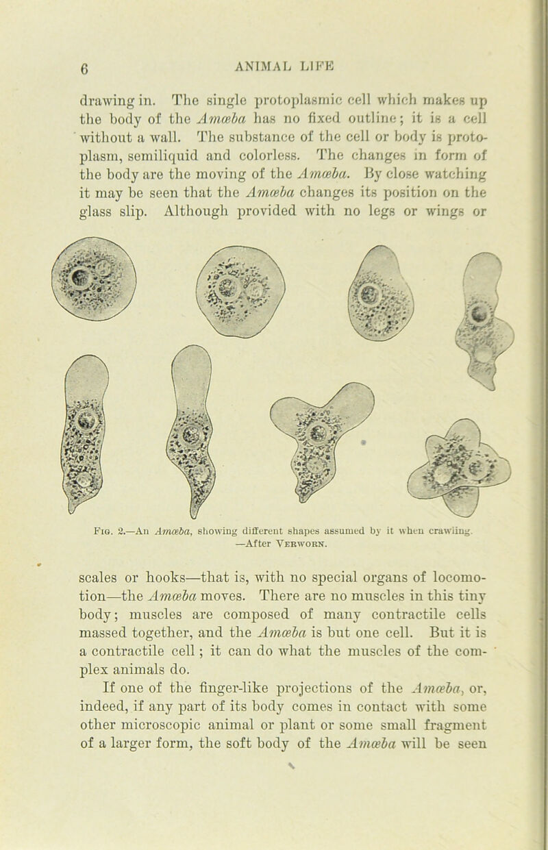 drawing in. The single protoplasmic cell which makes up the body of the Amoeba has no fixed outline; it is a cell without a wall. The substance of the cell or body is proto- plasm, semiliquid and colorless. The changes in form of the body are the moving of the Amoeba. By close watching it may be seen that the Amoeba changes its position on the glass slip. Although provided with no legs or wings or Fig. 2.—An Amoeba, showing different shapes assumed by it when crawiing. —After Verworn. scales or hooks—that is, with no special organs of locomo- tion—the Amoeba moves. There are no muscles in this tiny body; muscles are composed of many contractile cells massed together, and the Amoeba is but one cell. But it is a contractile cell; it can do what the muscles of the com- plex animals do. If one of the finger-like projections of the Amoeba, or, indeed, if any part of its body comes in contact with some other microscopic animal or plant or some small fragment of a larger form, the soft body of the Amoeba will be seen